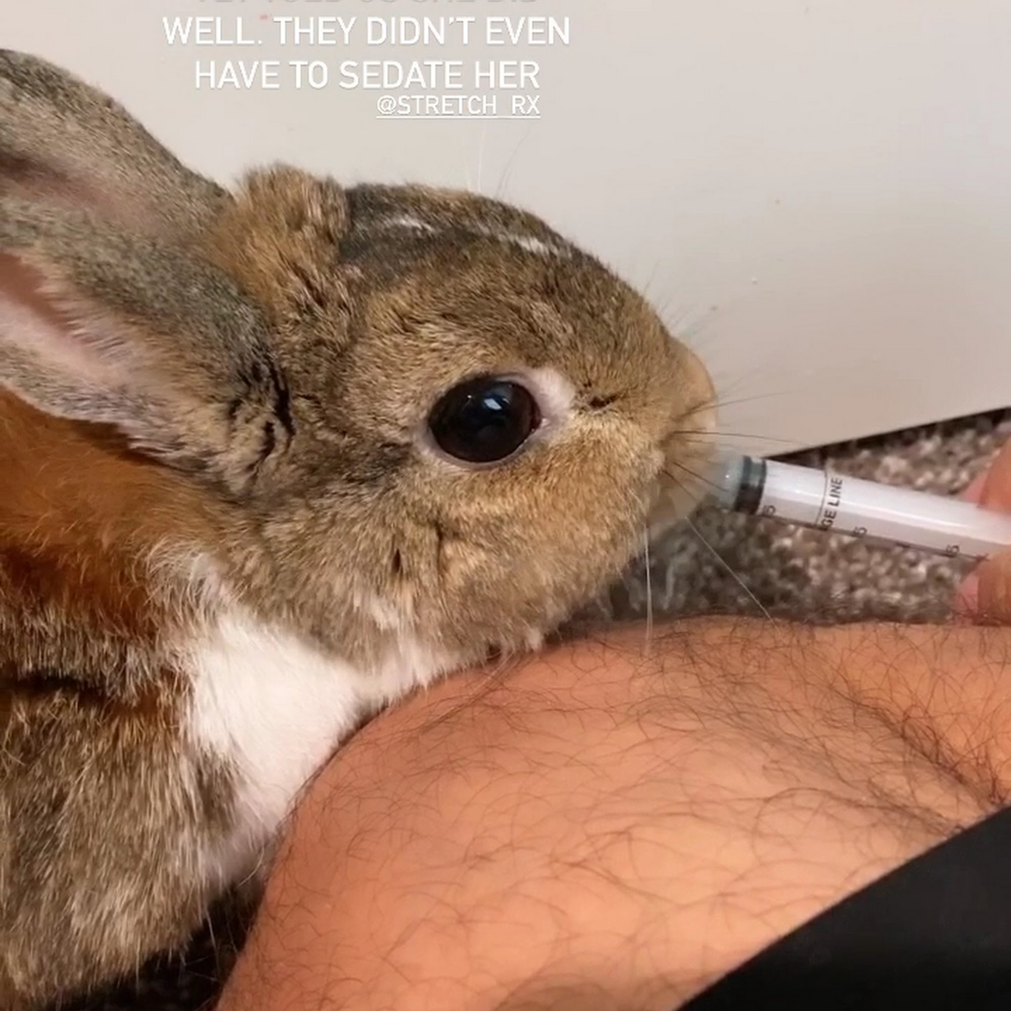 White Rock Veterinary Hospital Pflugerville