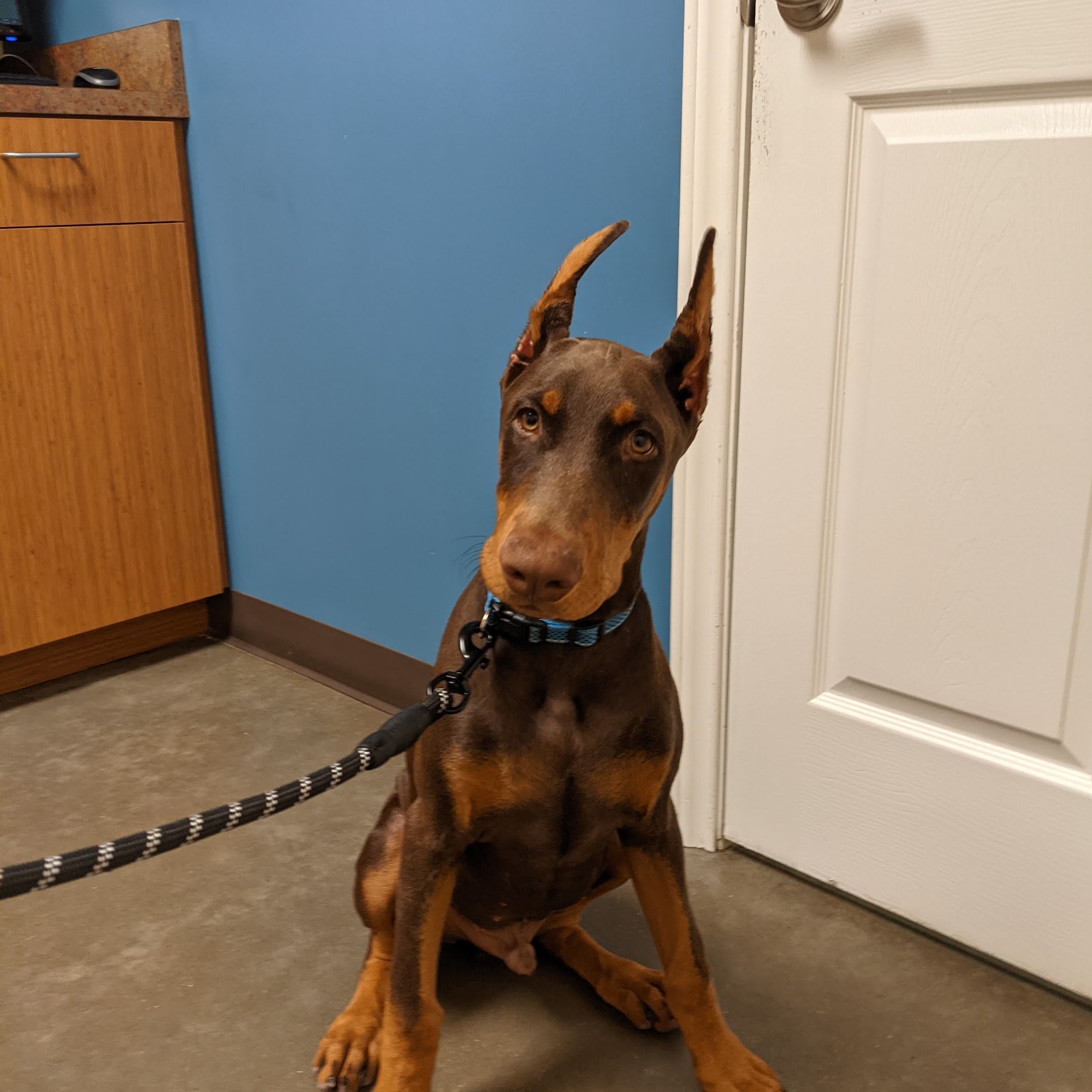 Pfennig Lane Animal Hospital Pflugerville