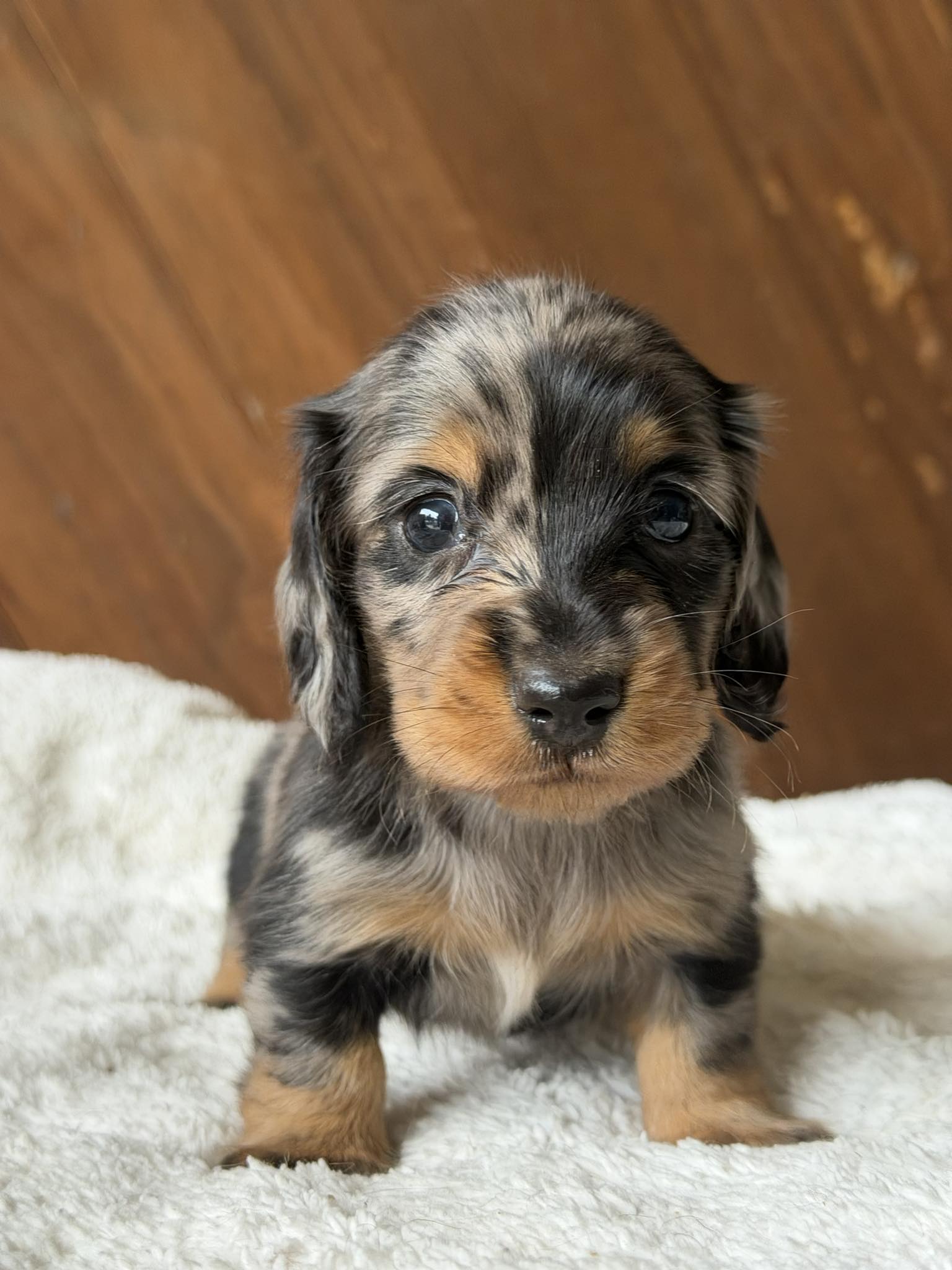 Dream A Dream Dachshunds Pflugerville