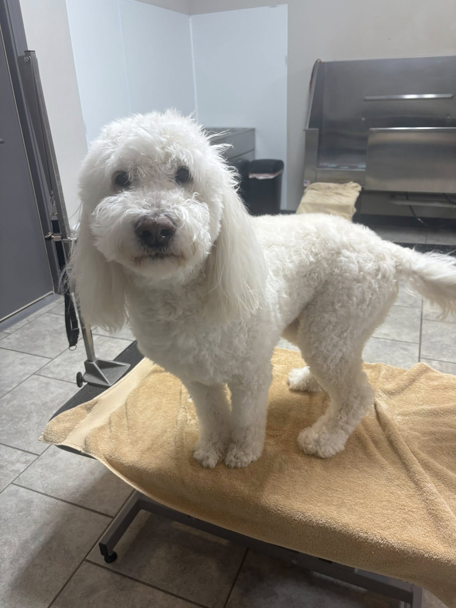 Doggy Day Out Pflugerville