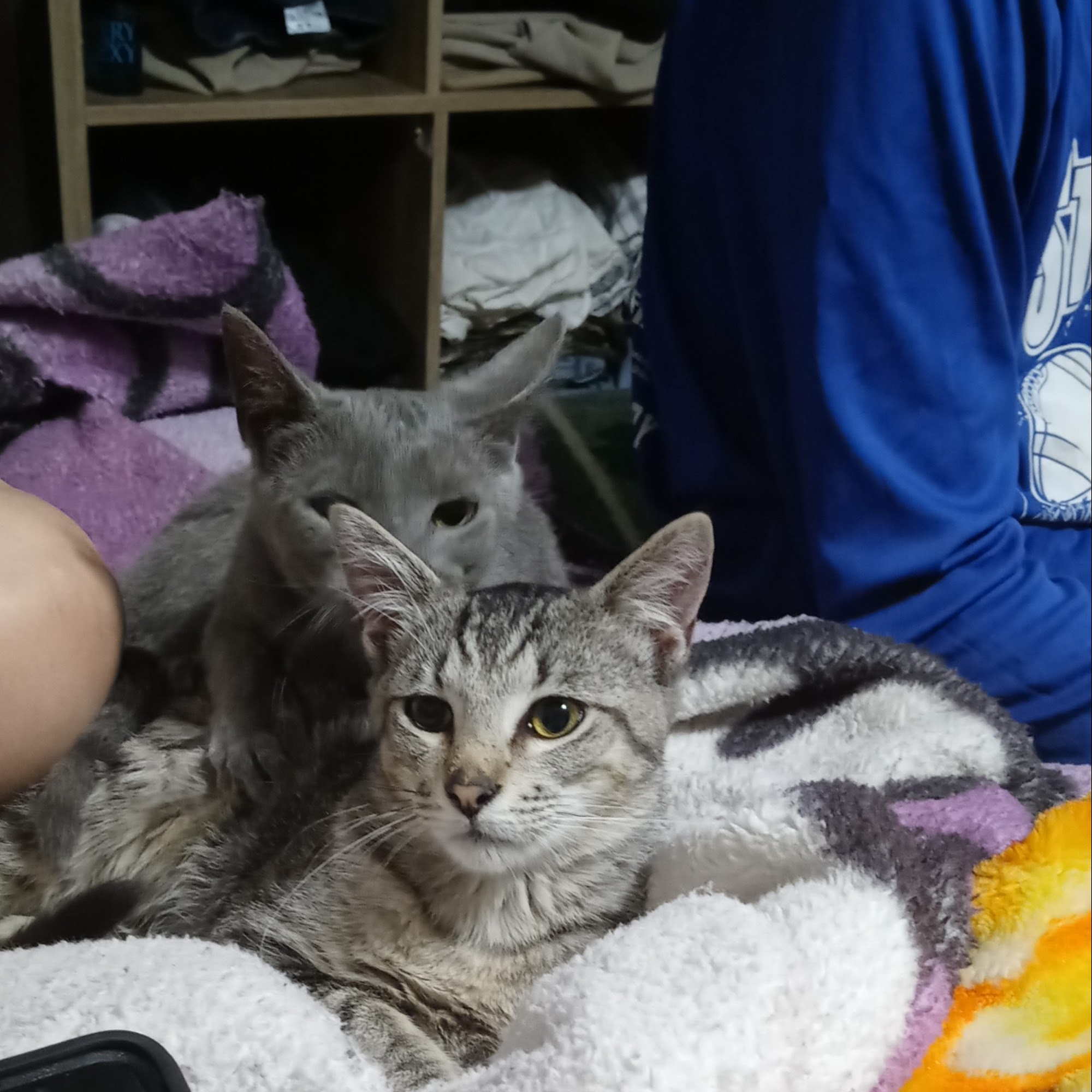 Valley Animal Hospital Pharr