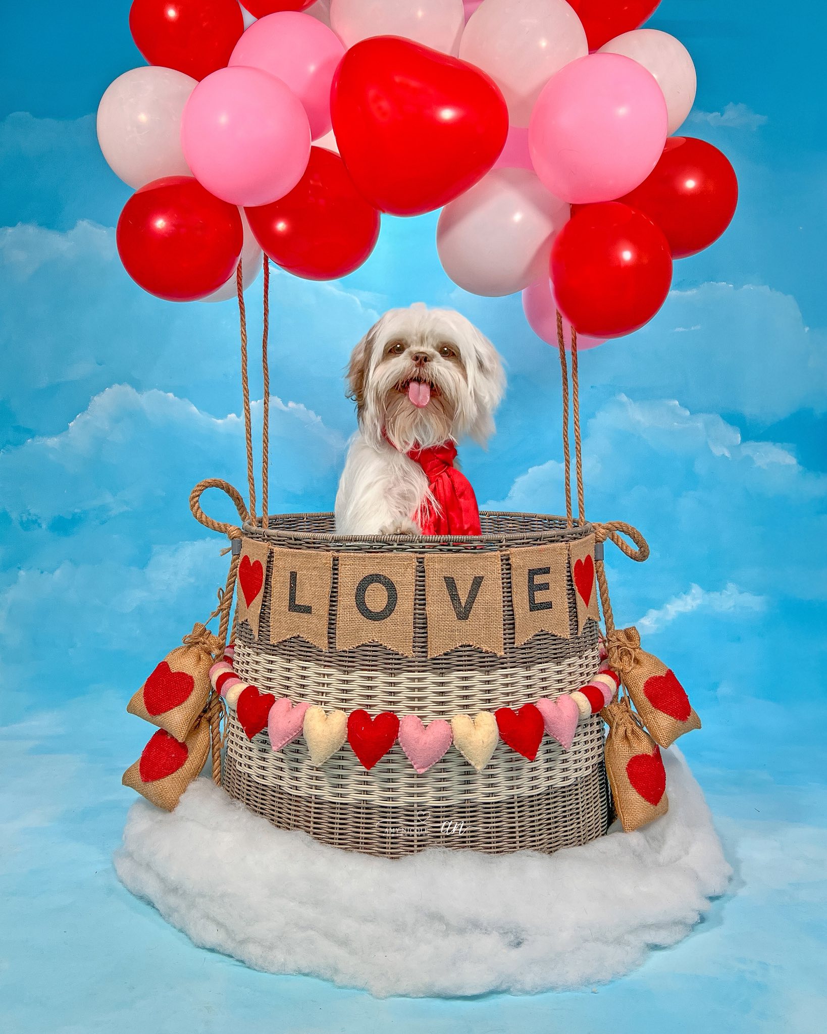 Scruffy 2 Fluffy Dog Grooming Pharr