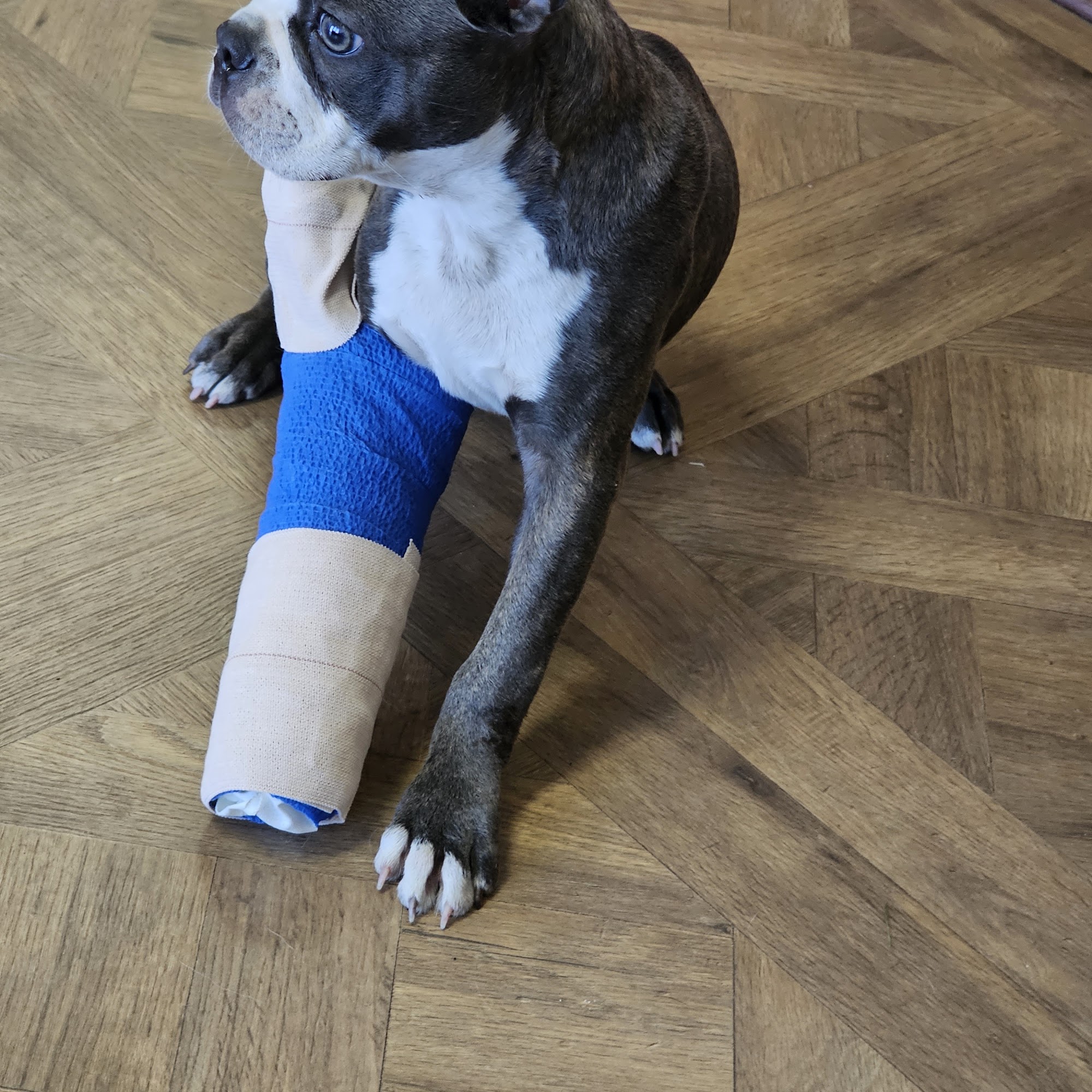 Pilot Point Veterinary Hospital Pilot Point