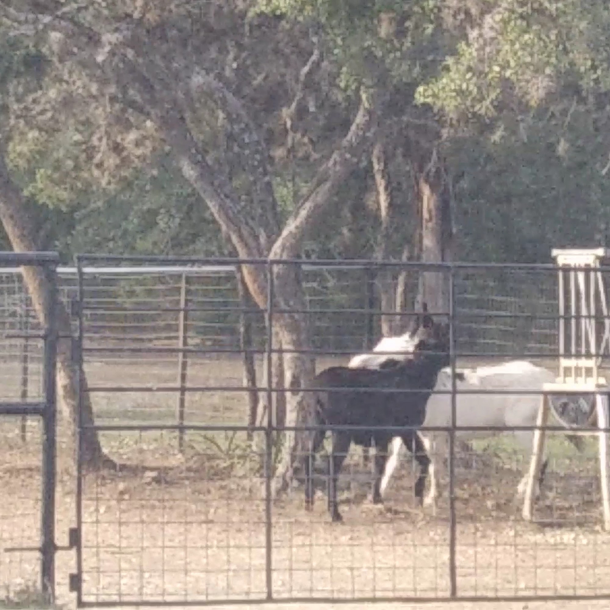 Pipe Creek Animal Clinic Pipe Creek