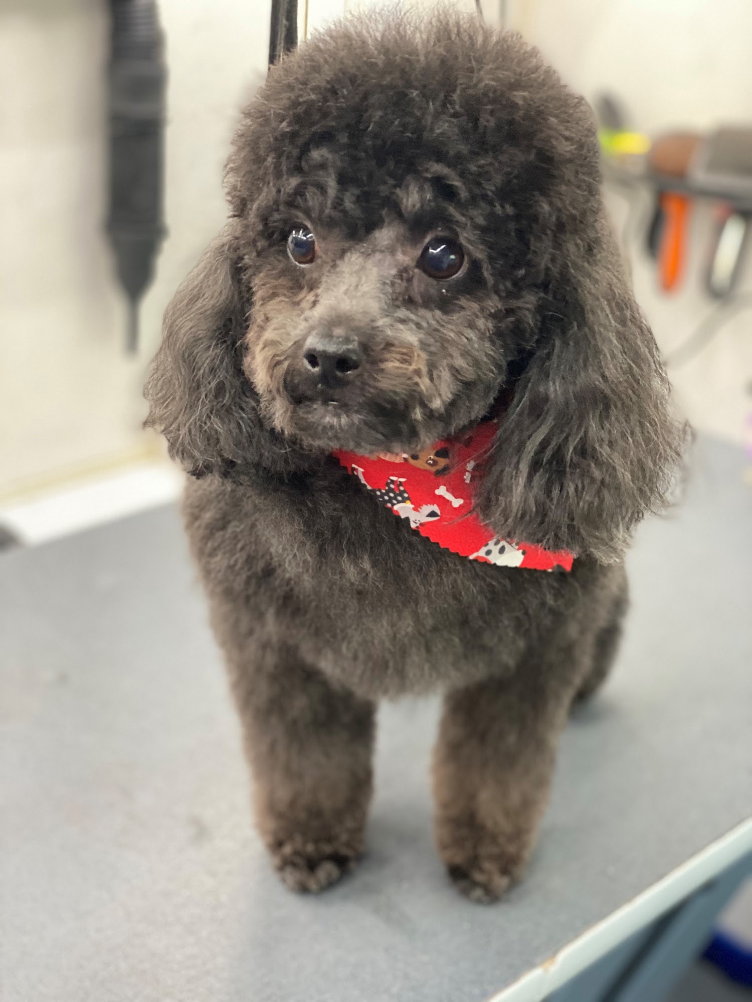 Pawsitively Platinum Pet Care Pipe Creek