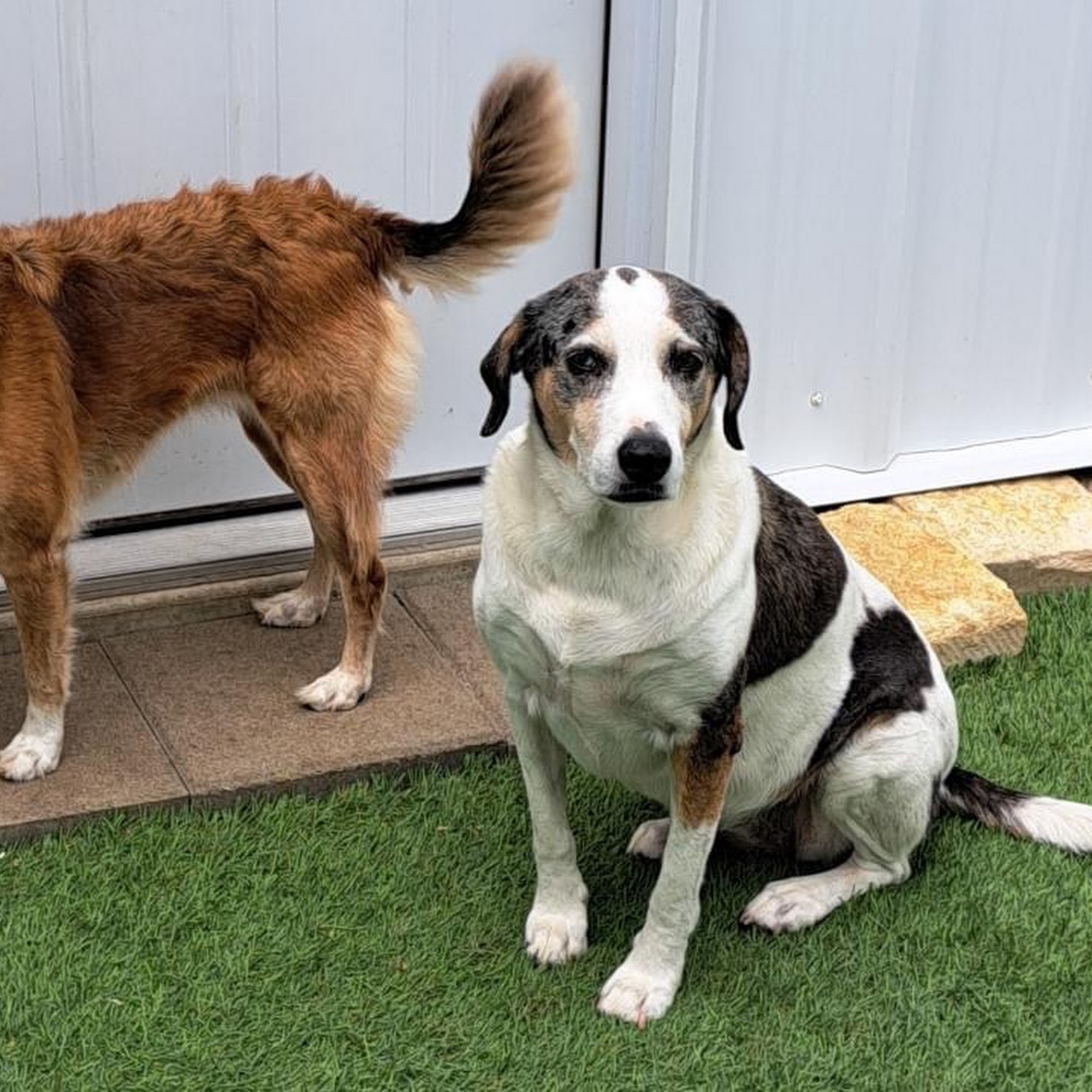 Paw Print Pet Resort Pipe Creek