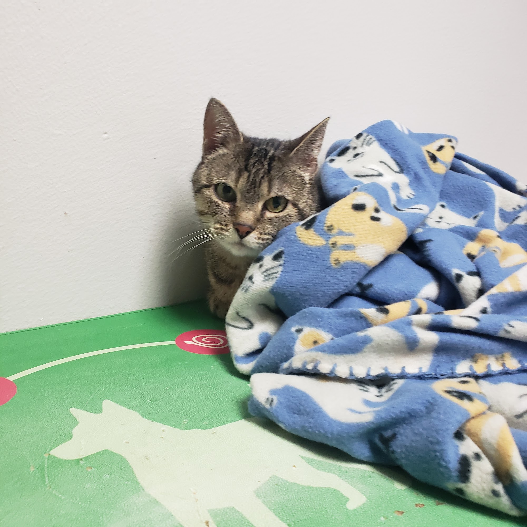 Pittsburg Veterinary Clinic Pittsburg