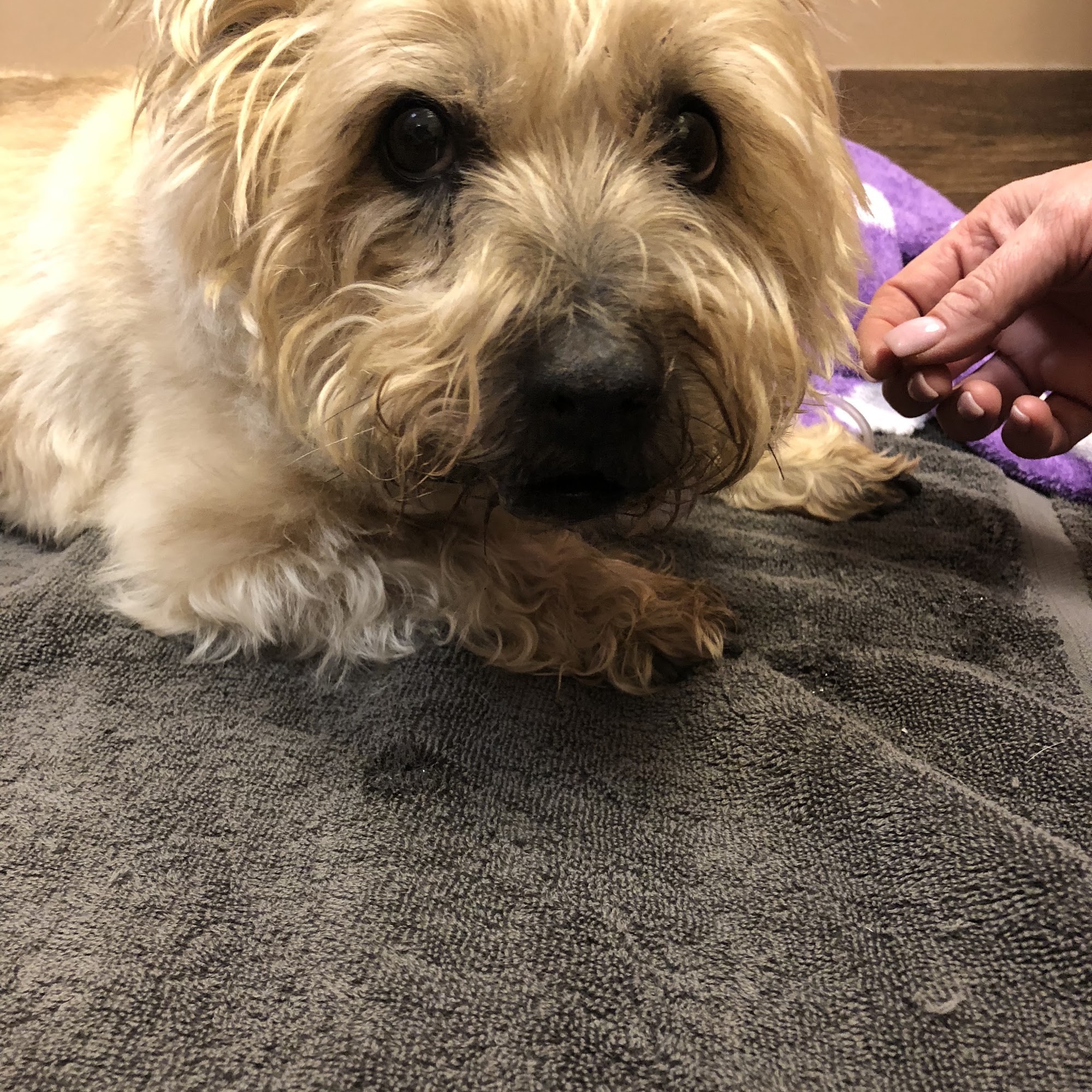 Central Plains Veterinary Clinic Plainview