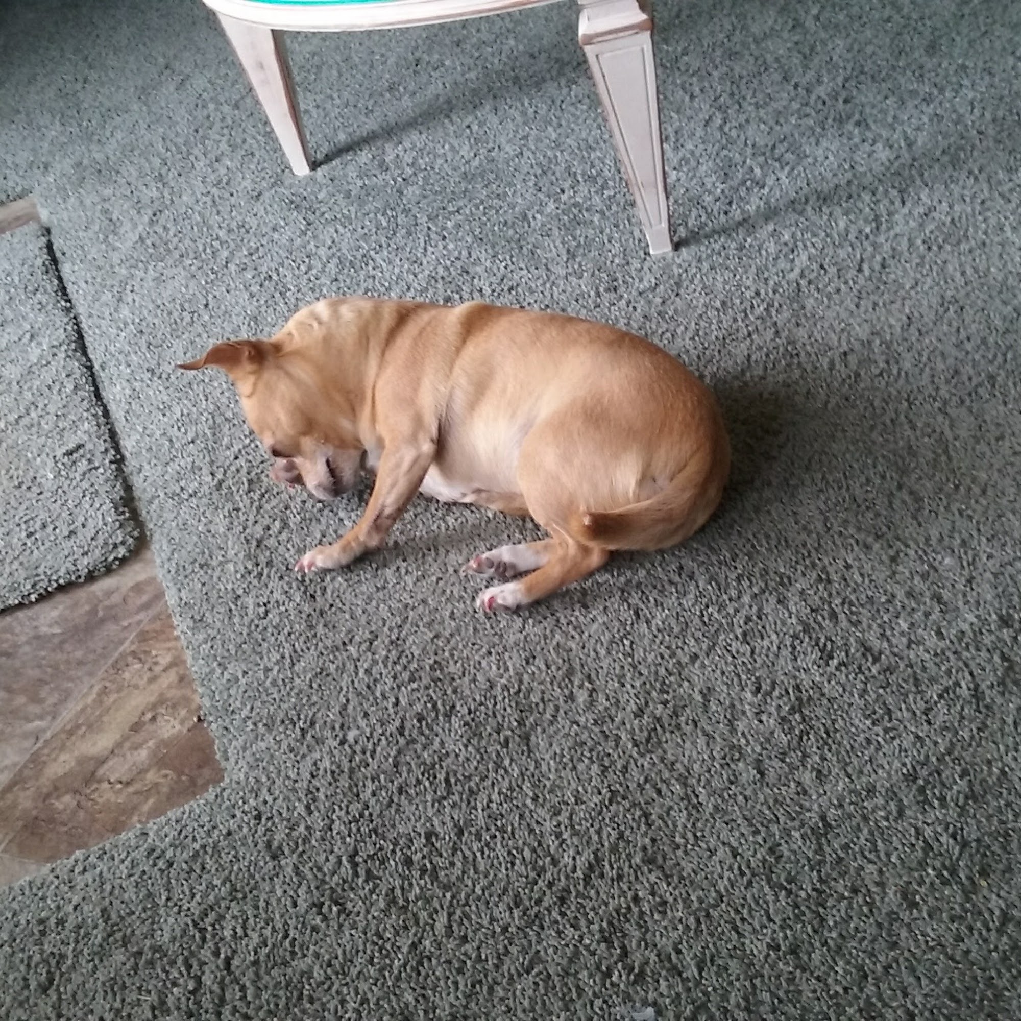 Animal Clinic of Plainview Plainview