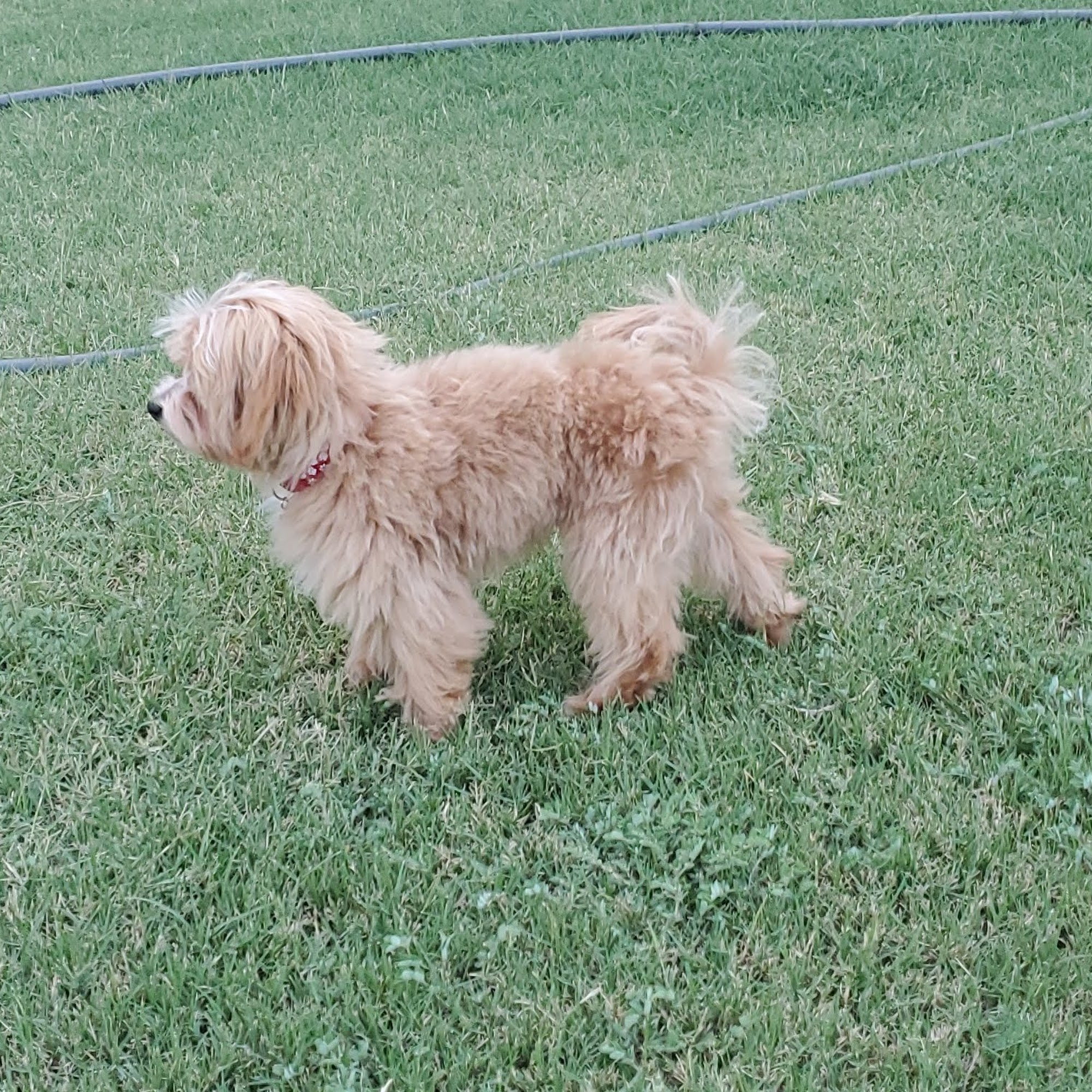 Ritzy Rascal Plainview