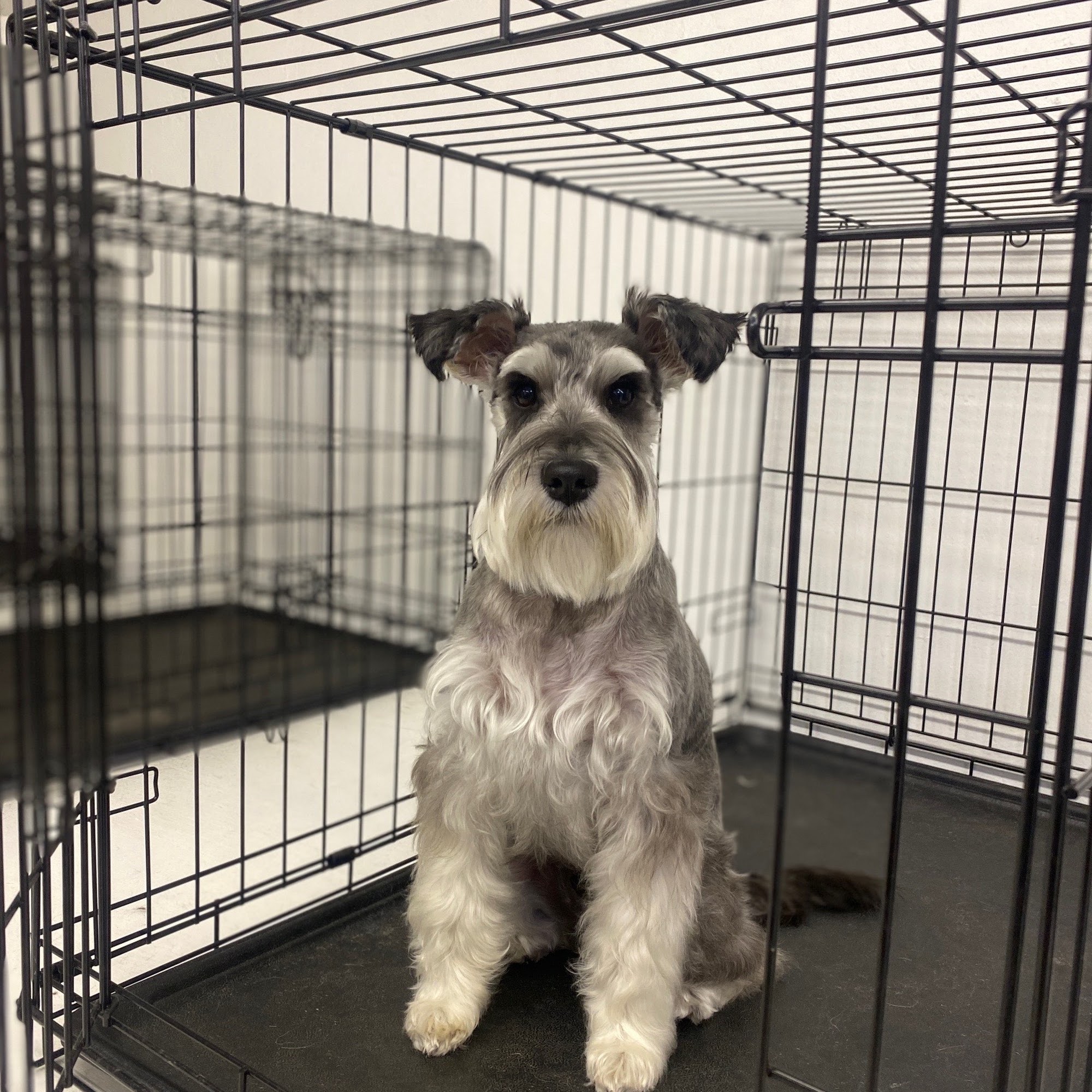 Happy Grooms Plainview