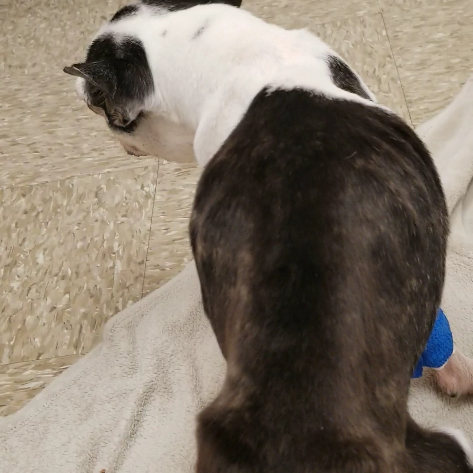 Parker Animal & Bird Clinic Plano