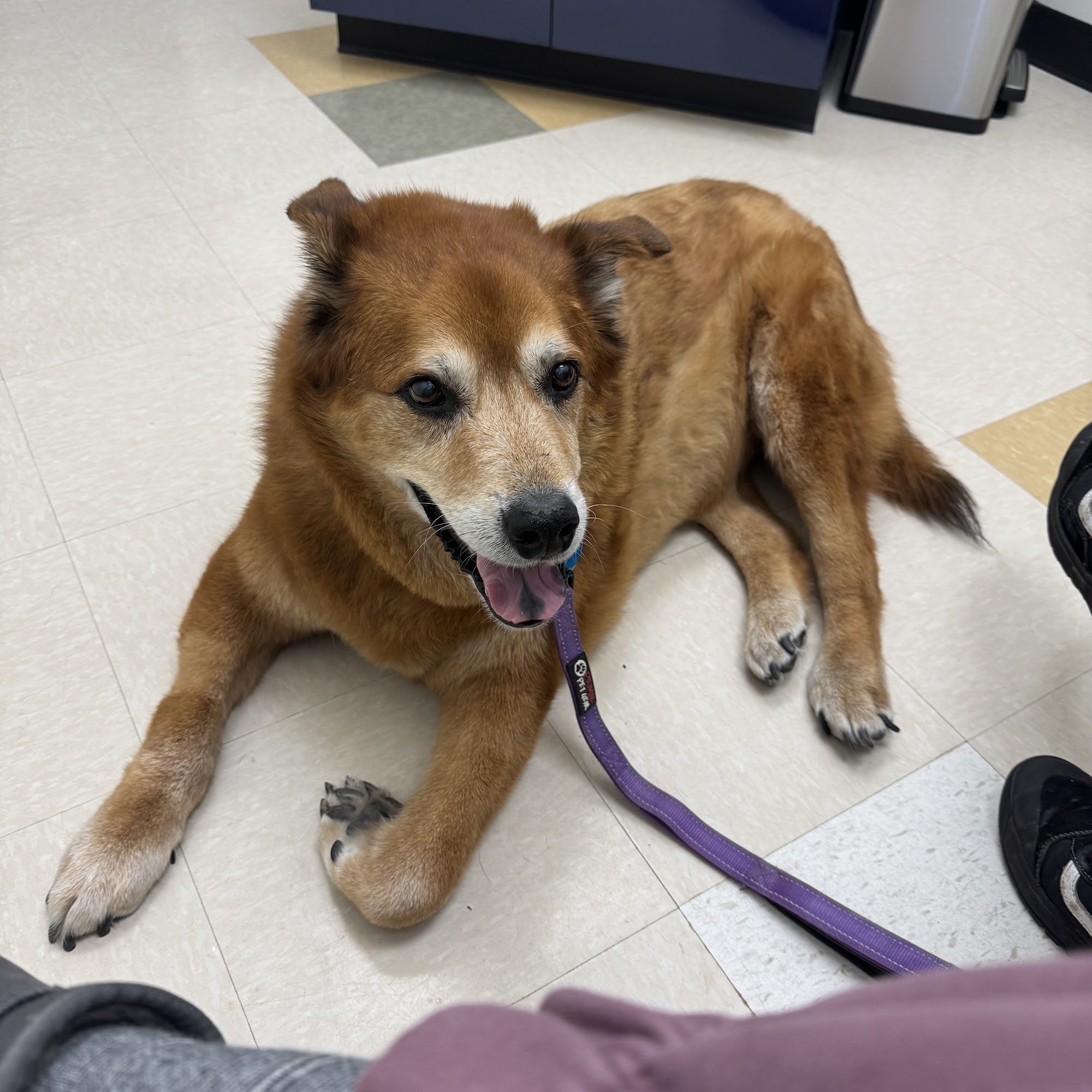 Park Mall Animal Clinic Plano