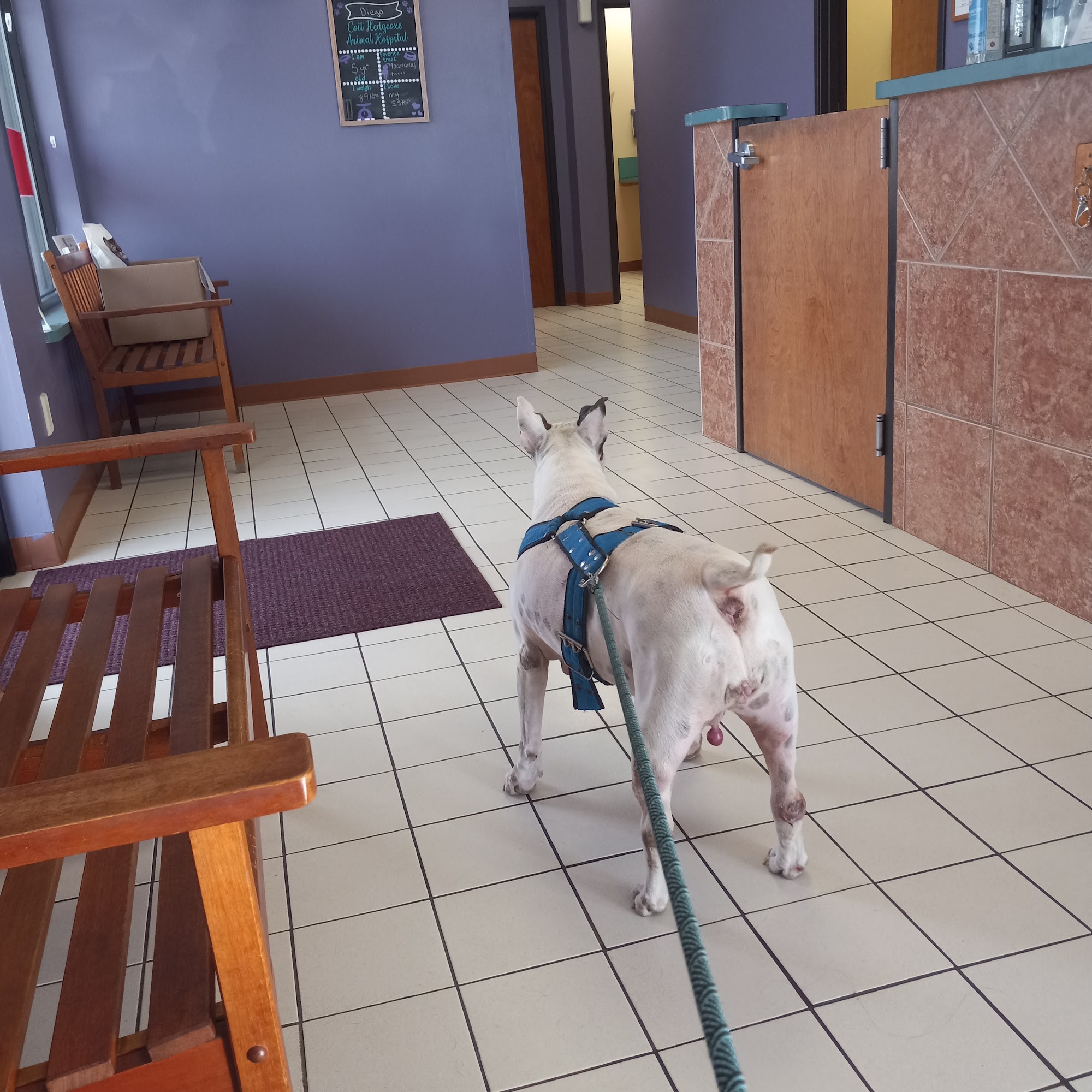 Coit Hedgcoxe Animal Hospital Plano