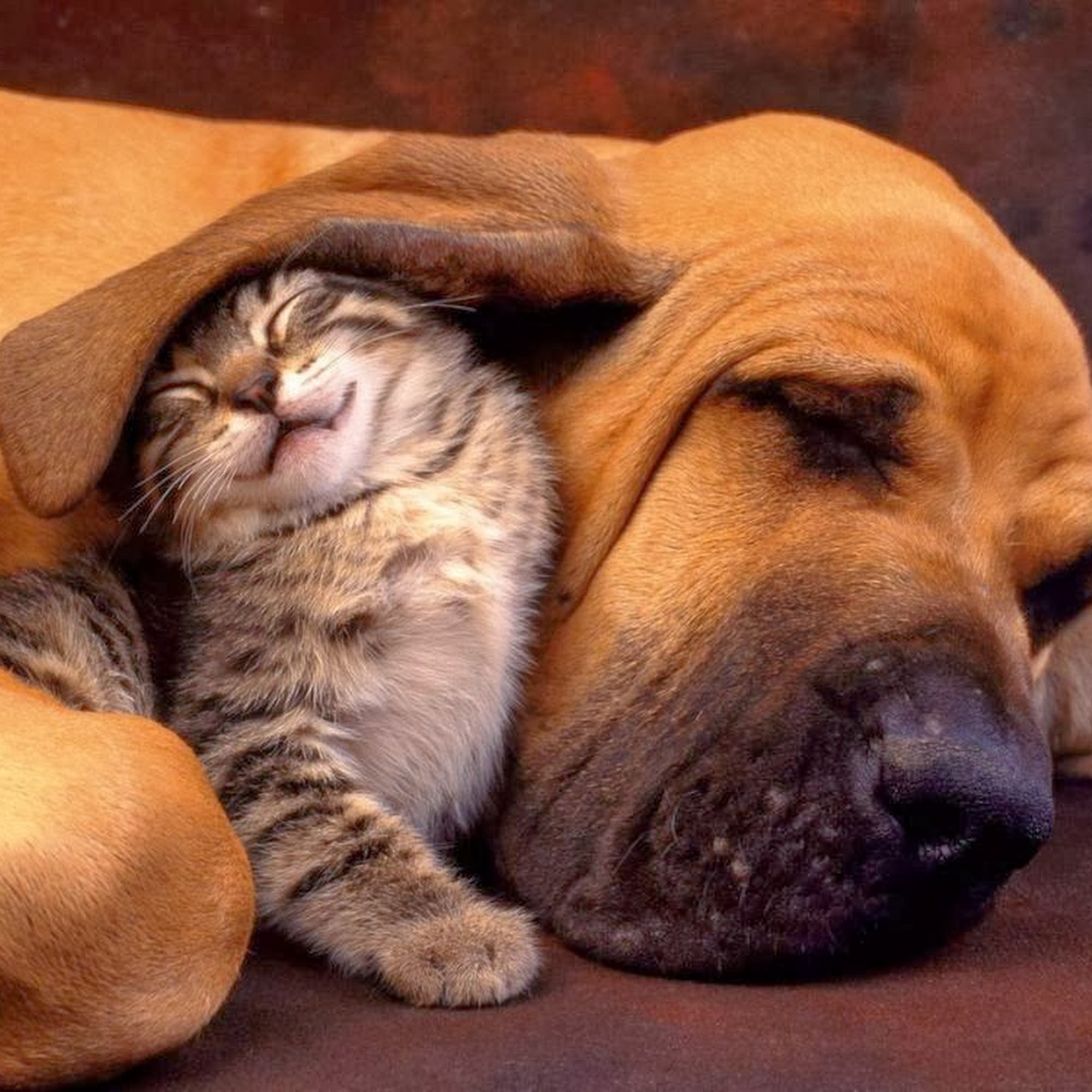 Animal Medical Center of Plano Plano