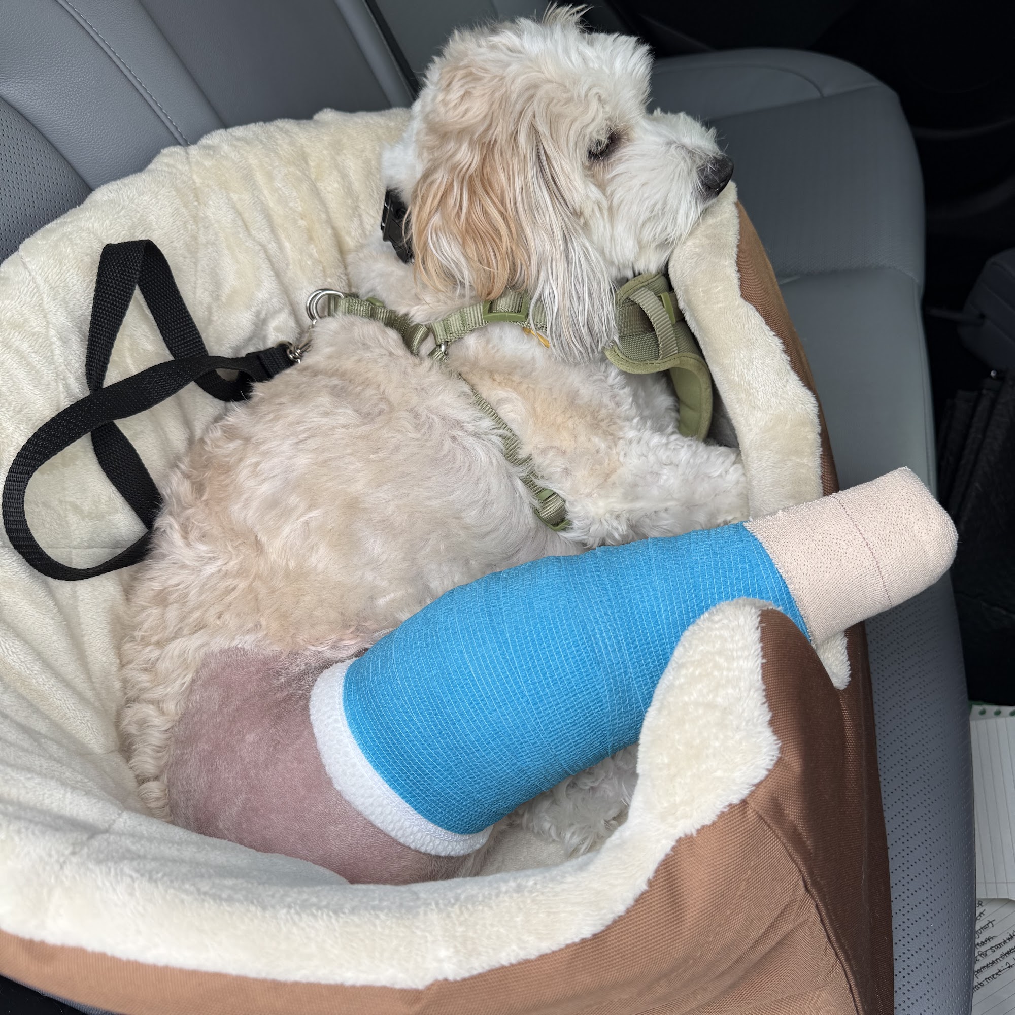 Dallas Veterinary Surgical Center (DVSC) - Plano Plano