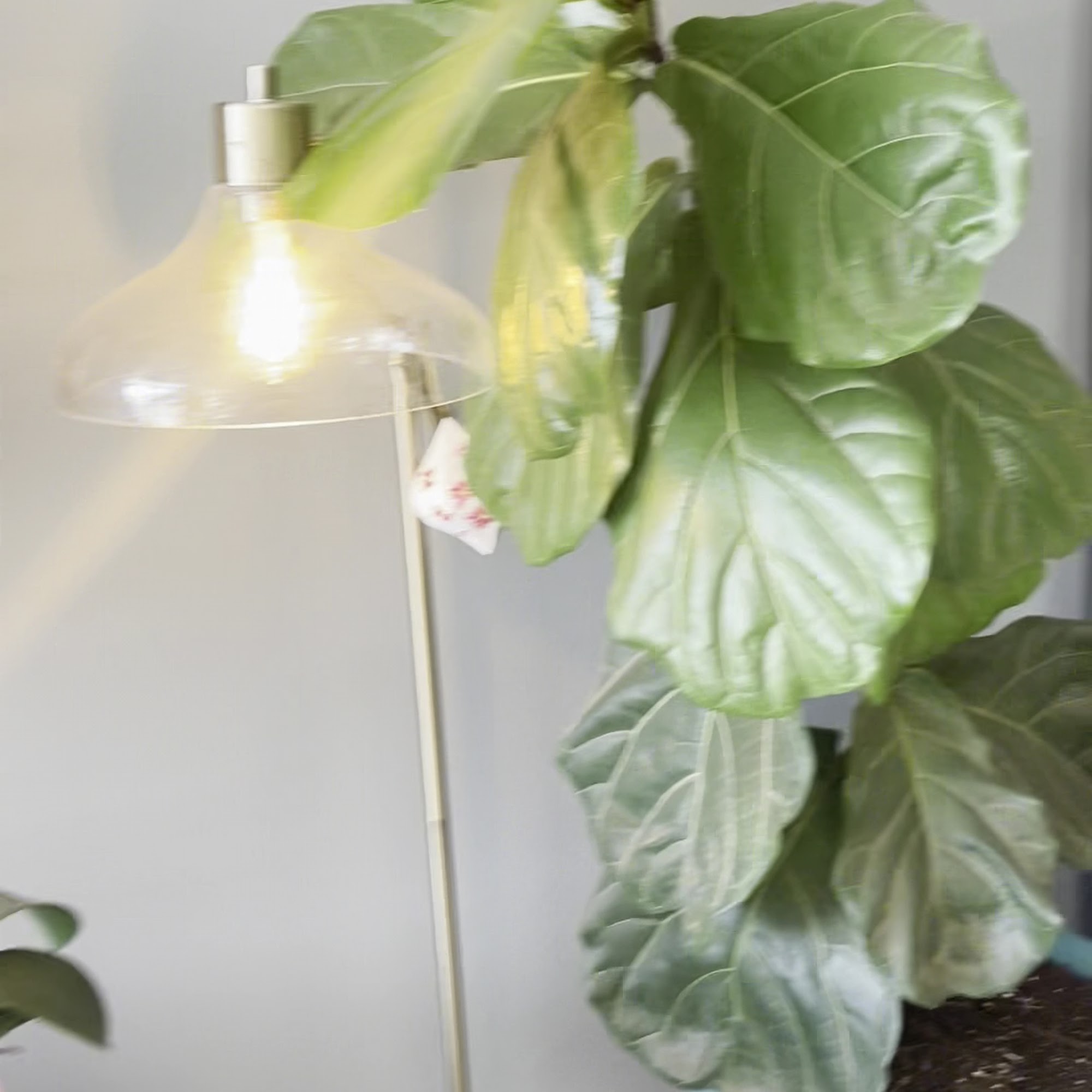 Coffee del Rey Plano