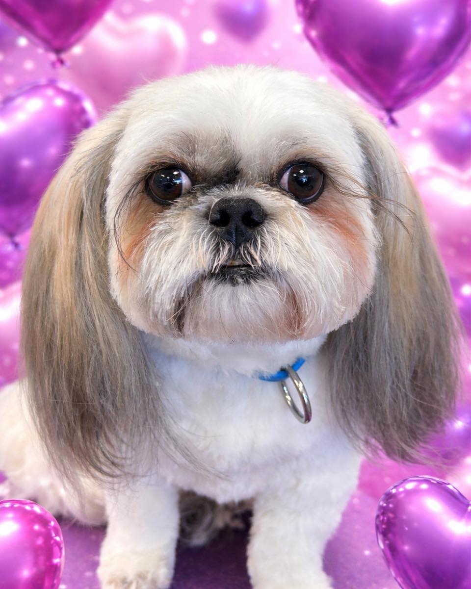 Classy Doggie Cuts LLC Plano