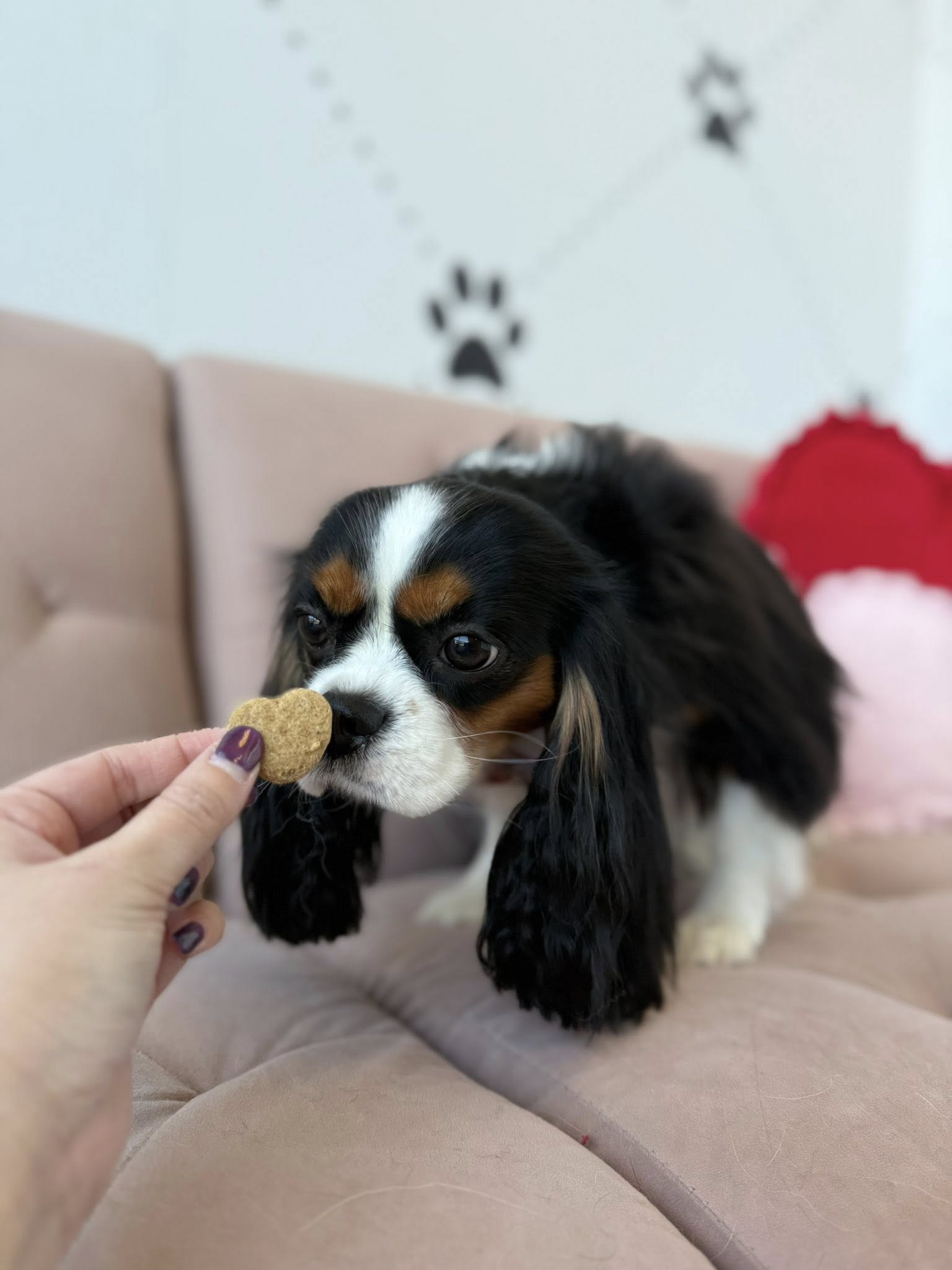 Erika Ashley's Elite Dog Grooming Plano