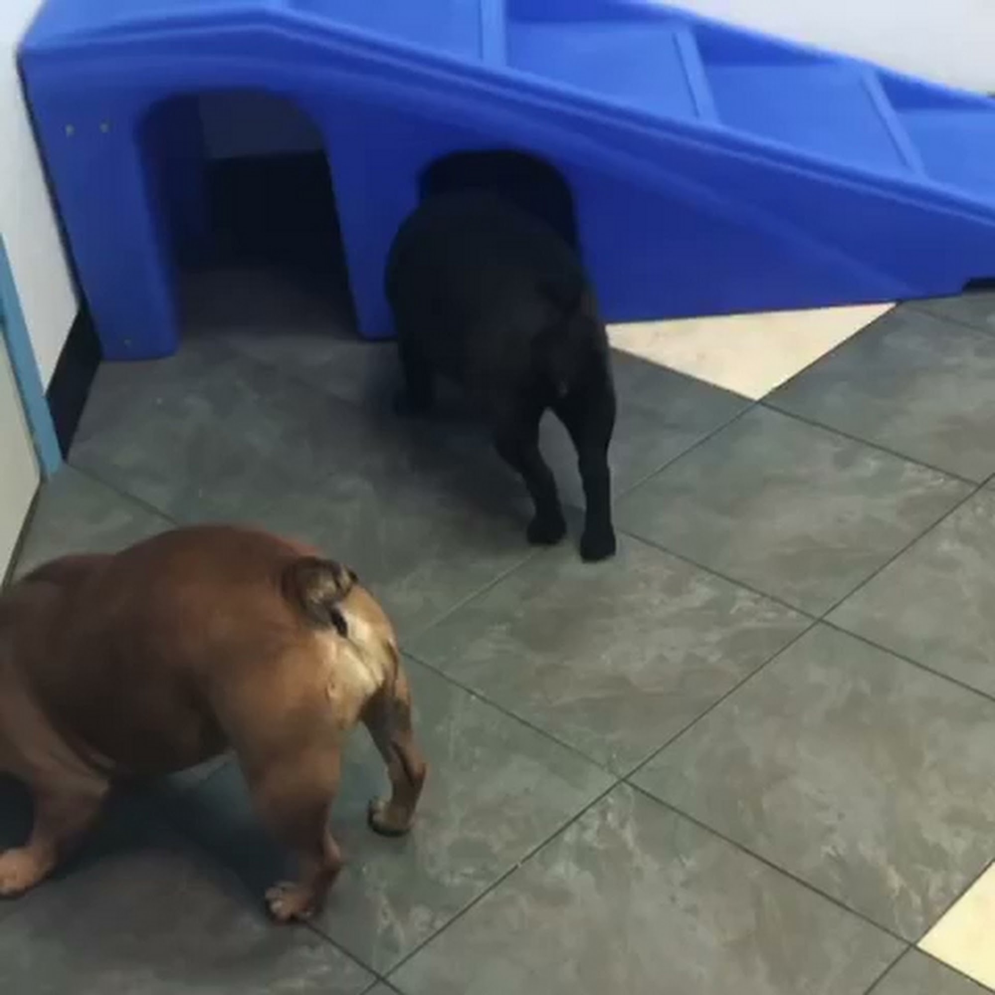 Erika Ashley's Elite Dog Grooming Plano