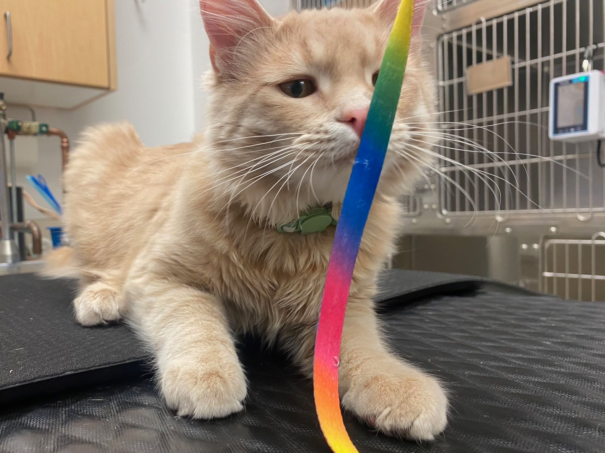 Ohio Drive Animal Hospital Plano