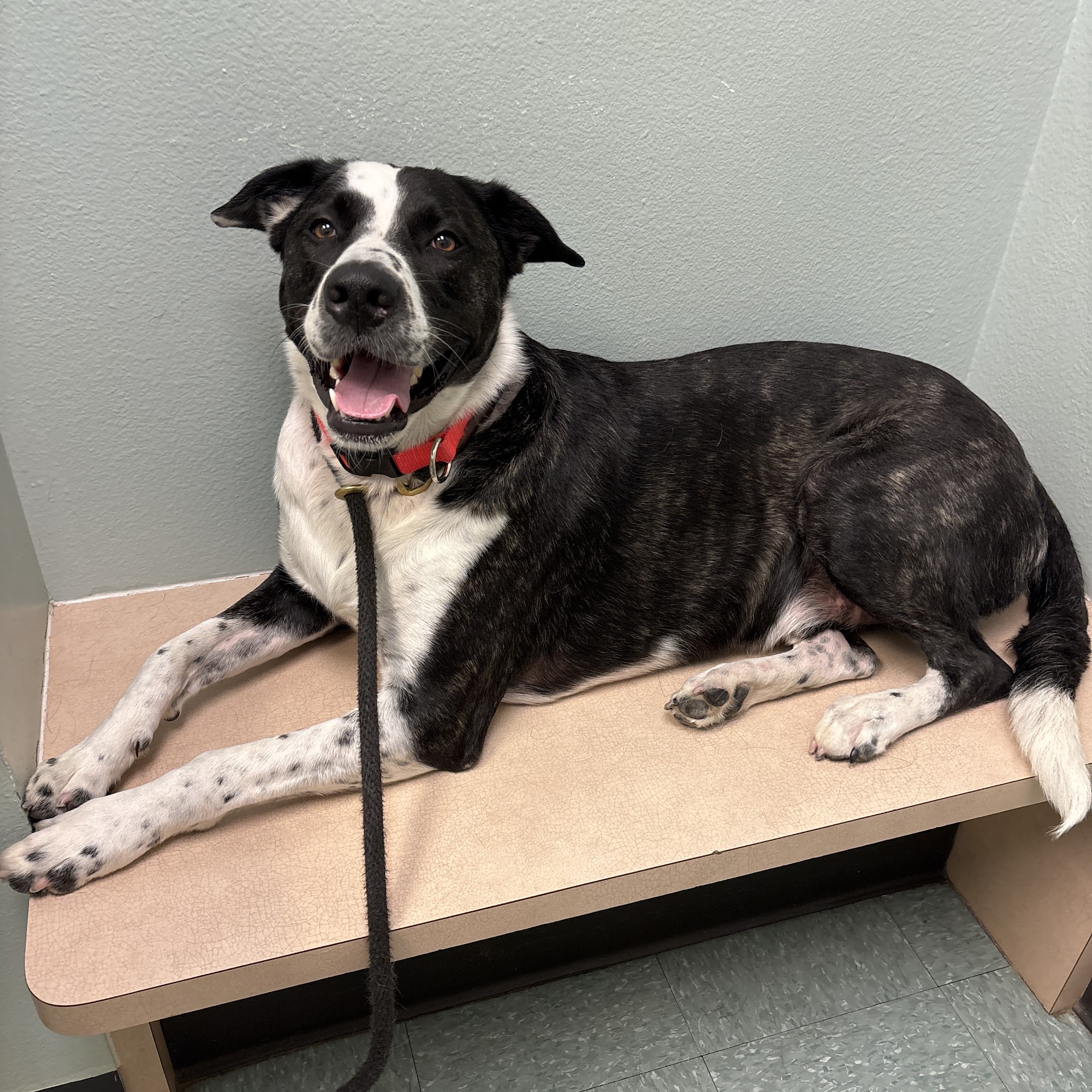 Ohio Drive Animal Hospital Plano