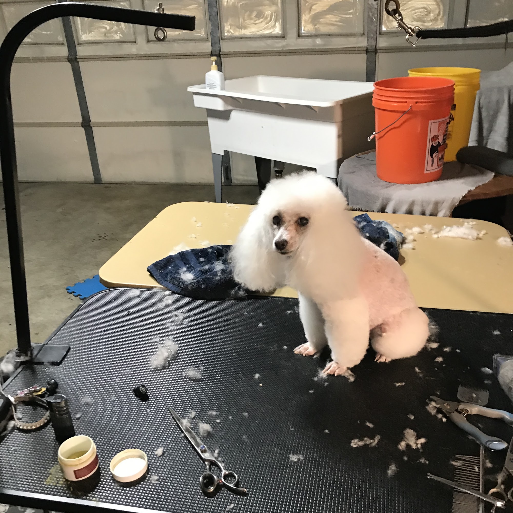 Jeremy's Dog grooming Plano