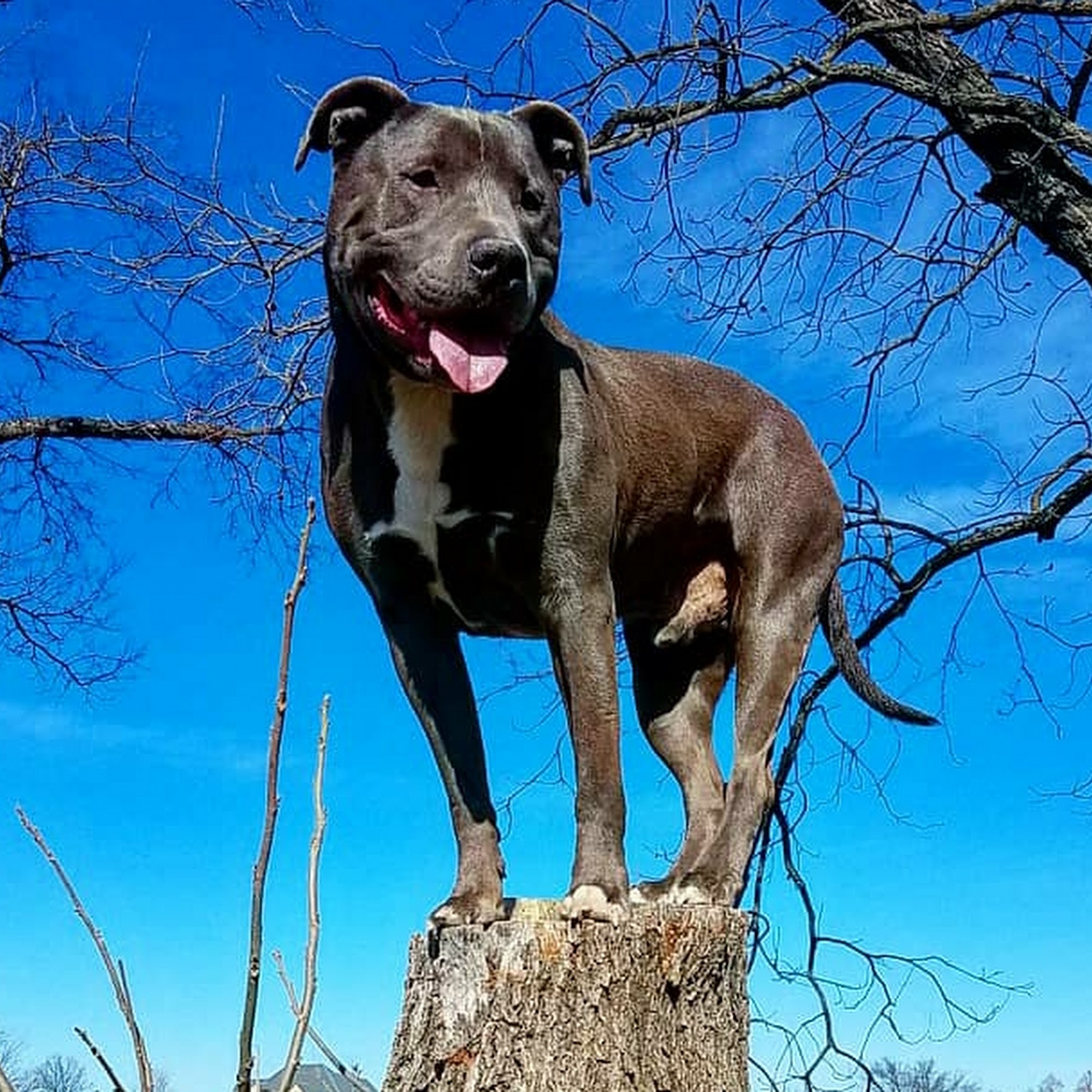 Tip Top K9 Plano Dog Training Plano