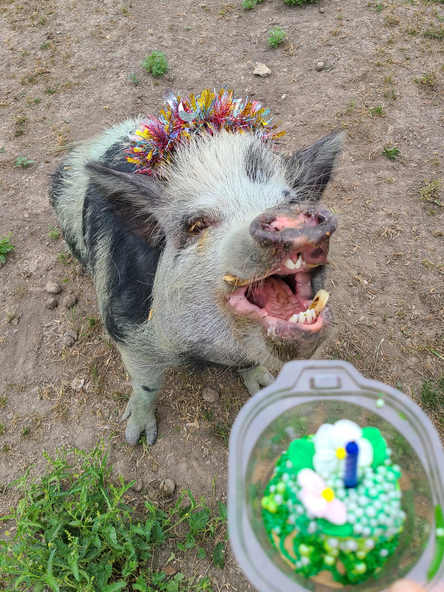 Barkalicious Biscuit Bar Plano