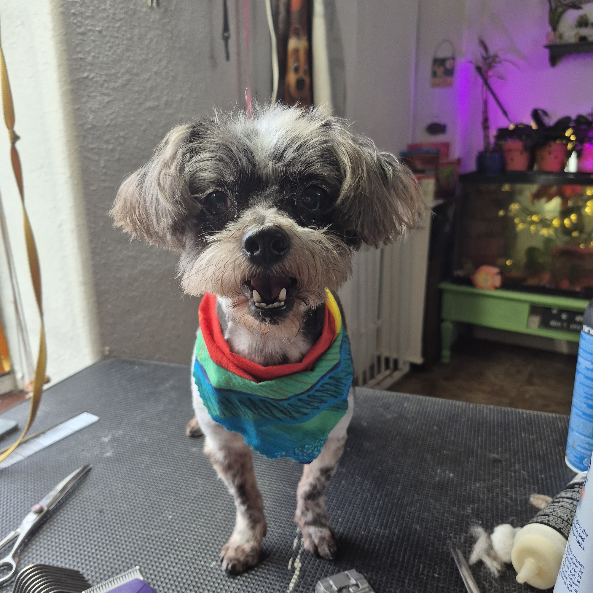 Skippers Clippers Port Arthur