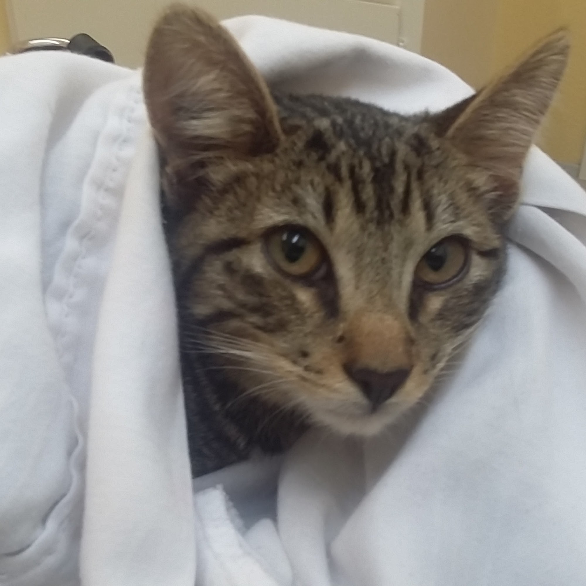 Port Isabel Animal Clinic Port Isabel