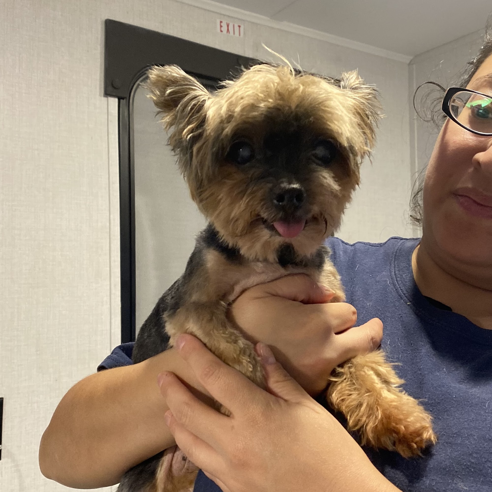 Head2paw Mobile Grooming Services Port Isabel