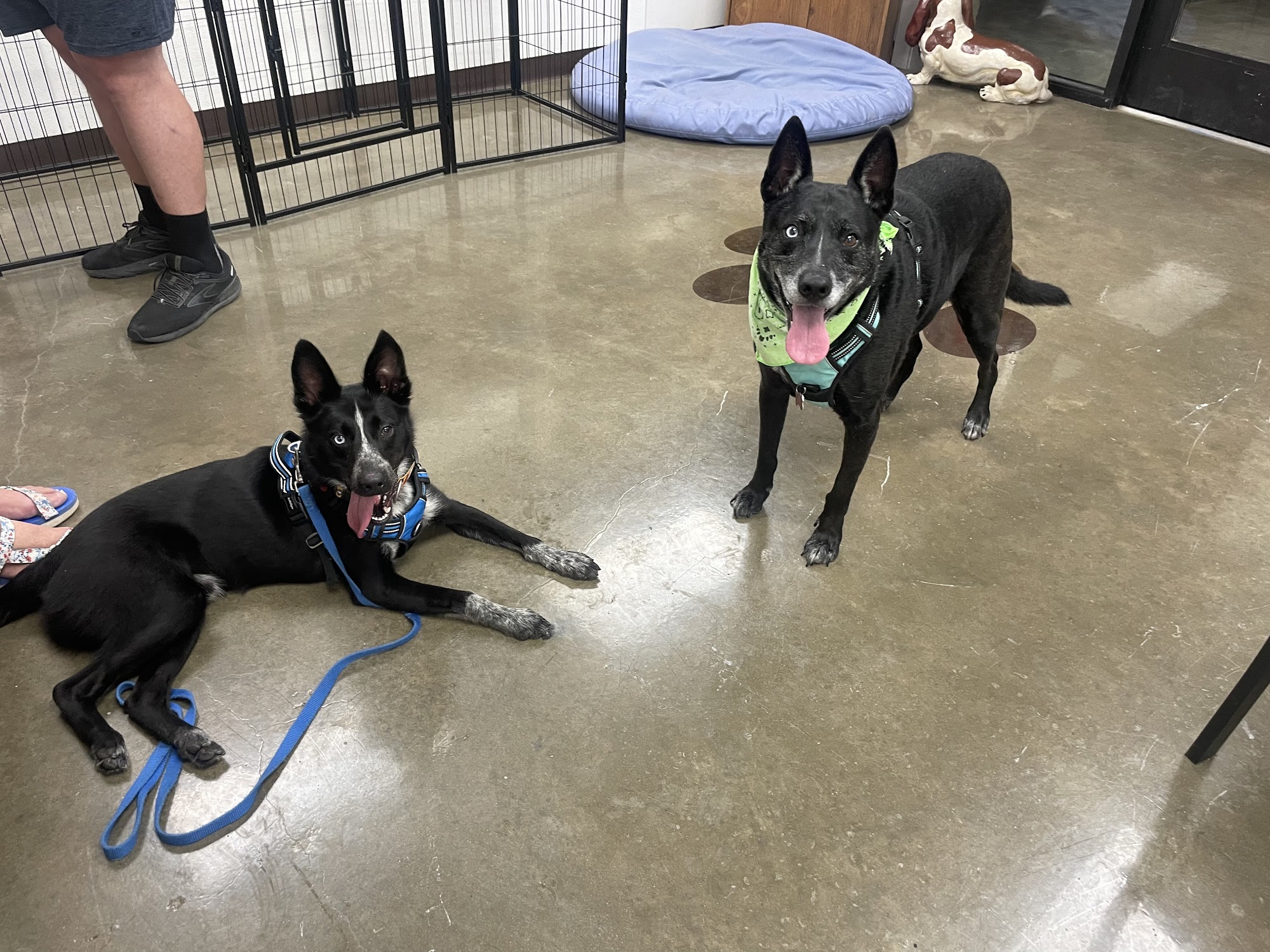 Calhoun County Humane Society Port Lavaca