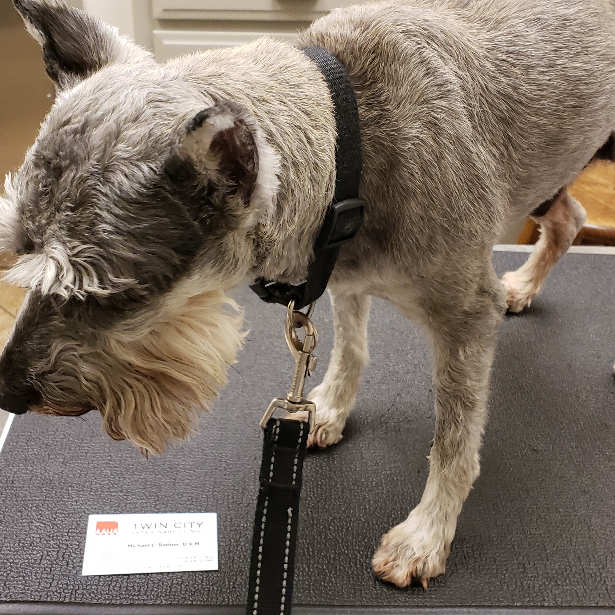 Twin City Veterinary Clinic Port Neches