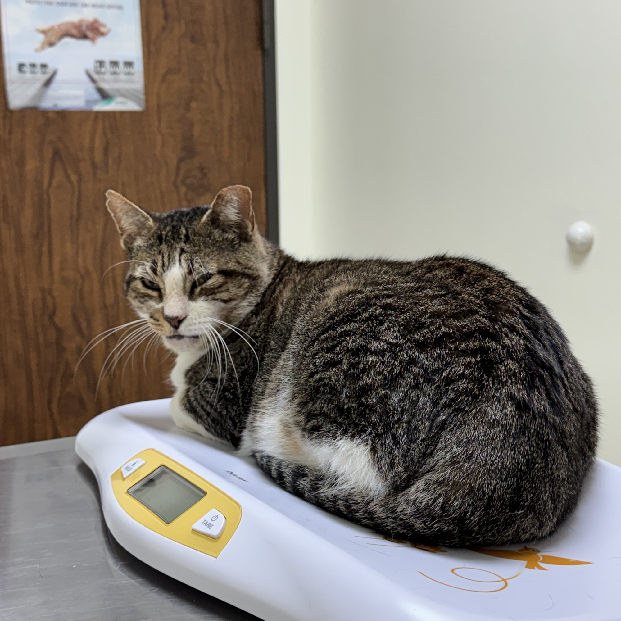 Porter Animal Hospital Porter