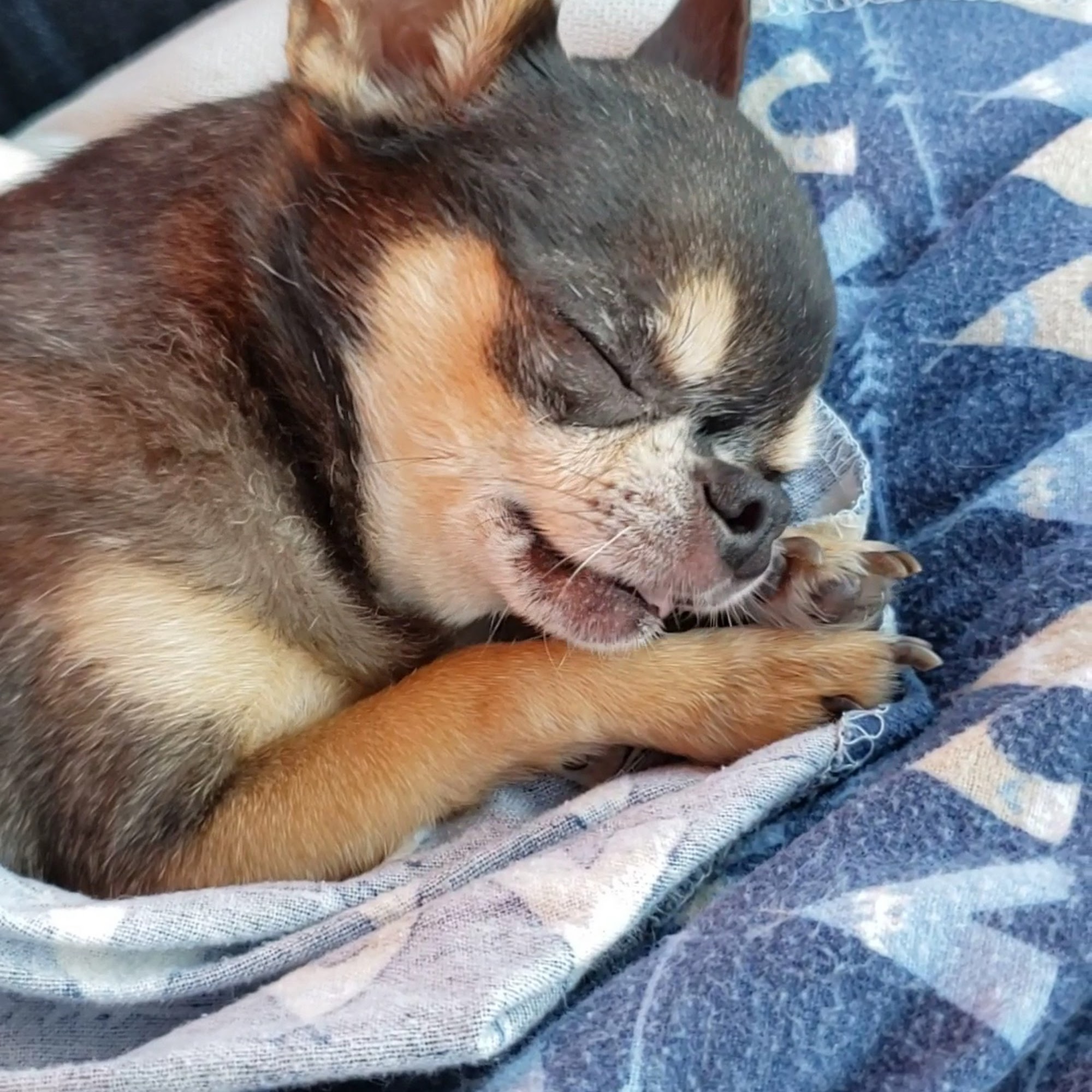 San Patricio Animal Clinic Portland