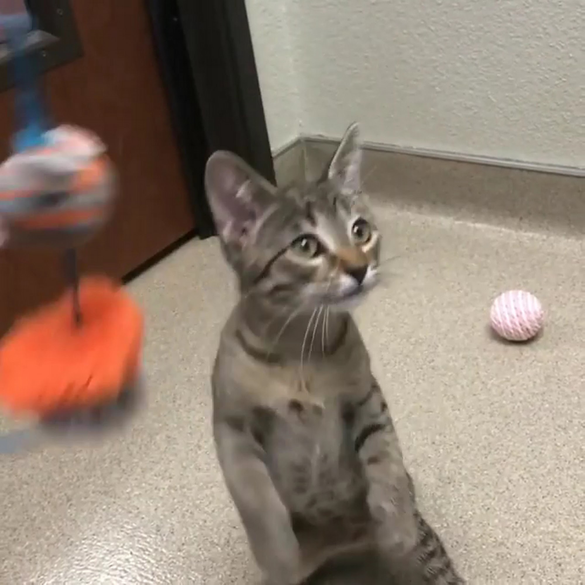 Prosper Trail Animal Hospital Prosper