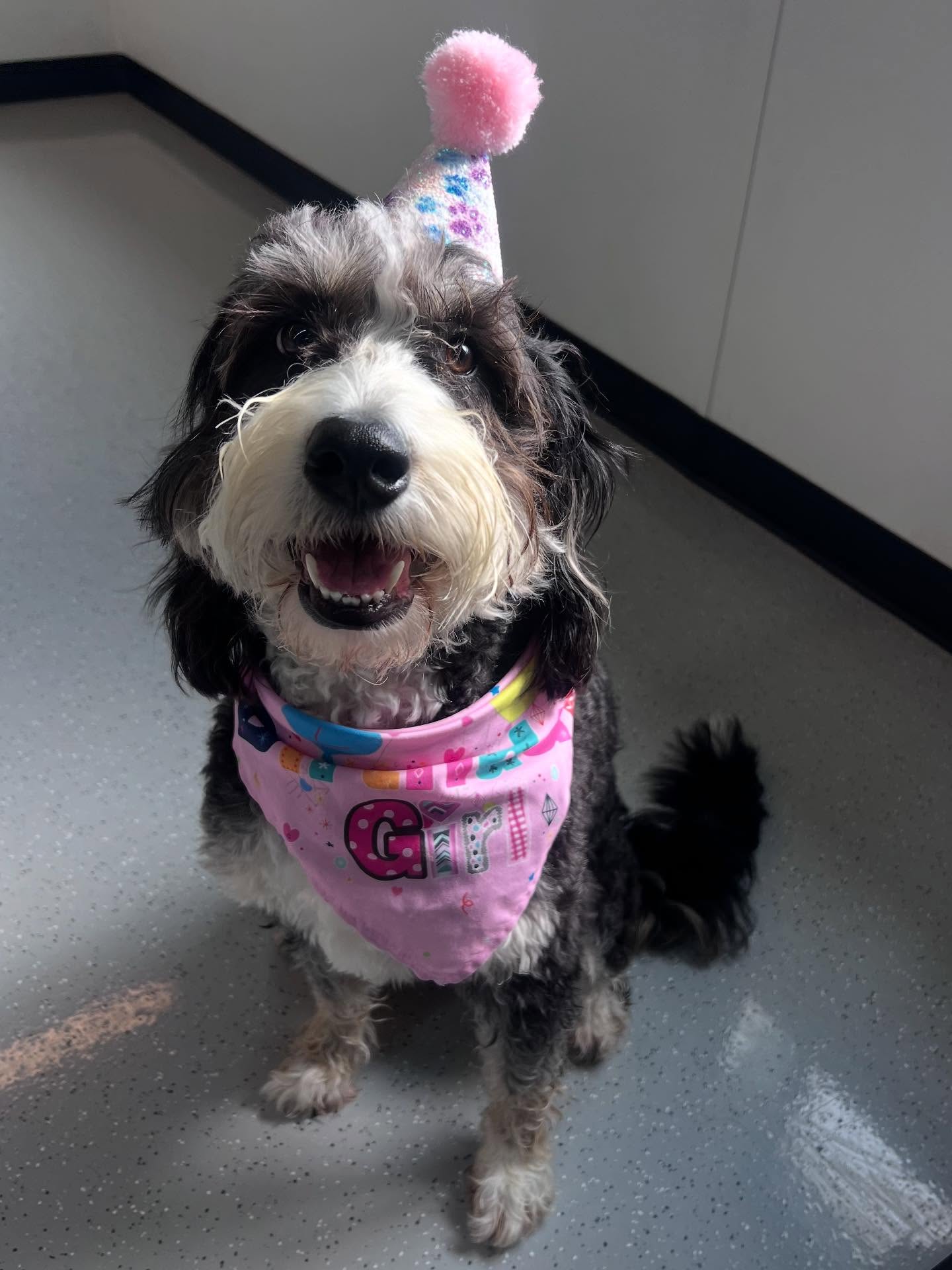 Prosper Dog Retreat Prosper