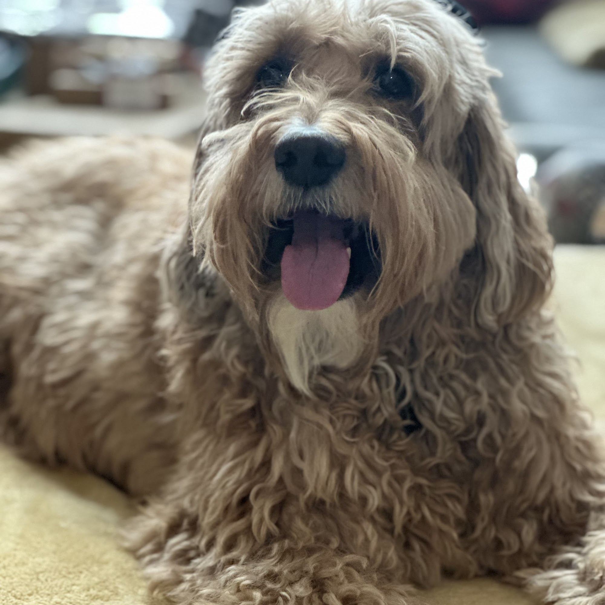 Prosper Dog Retreat Prosper