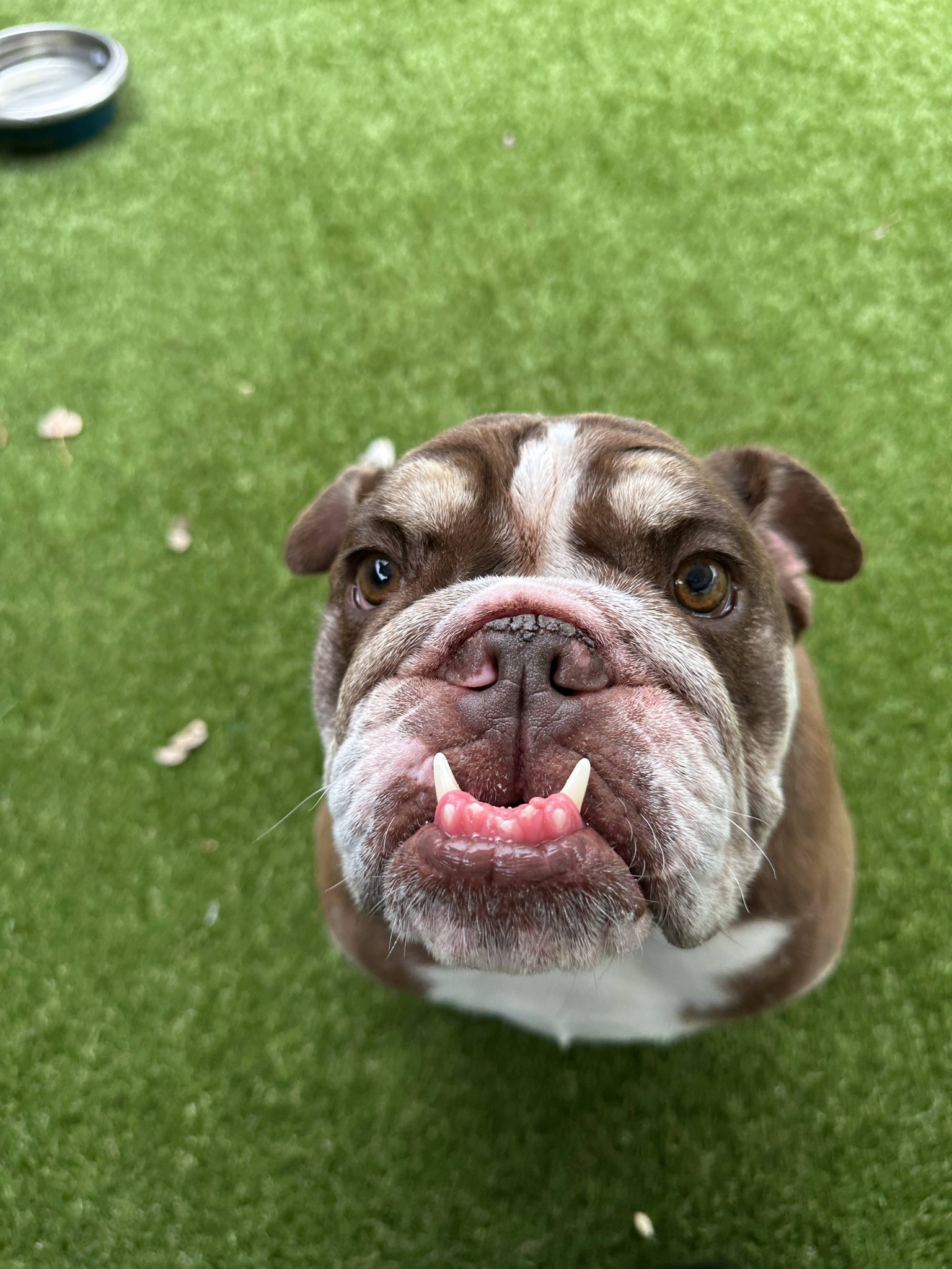 Digg Pet Resort Prosper