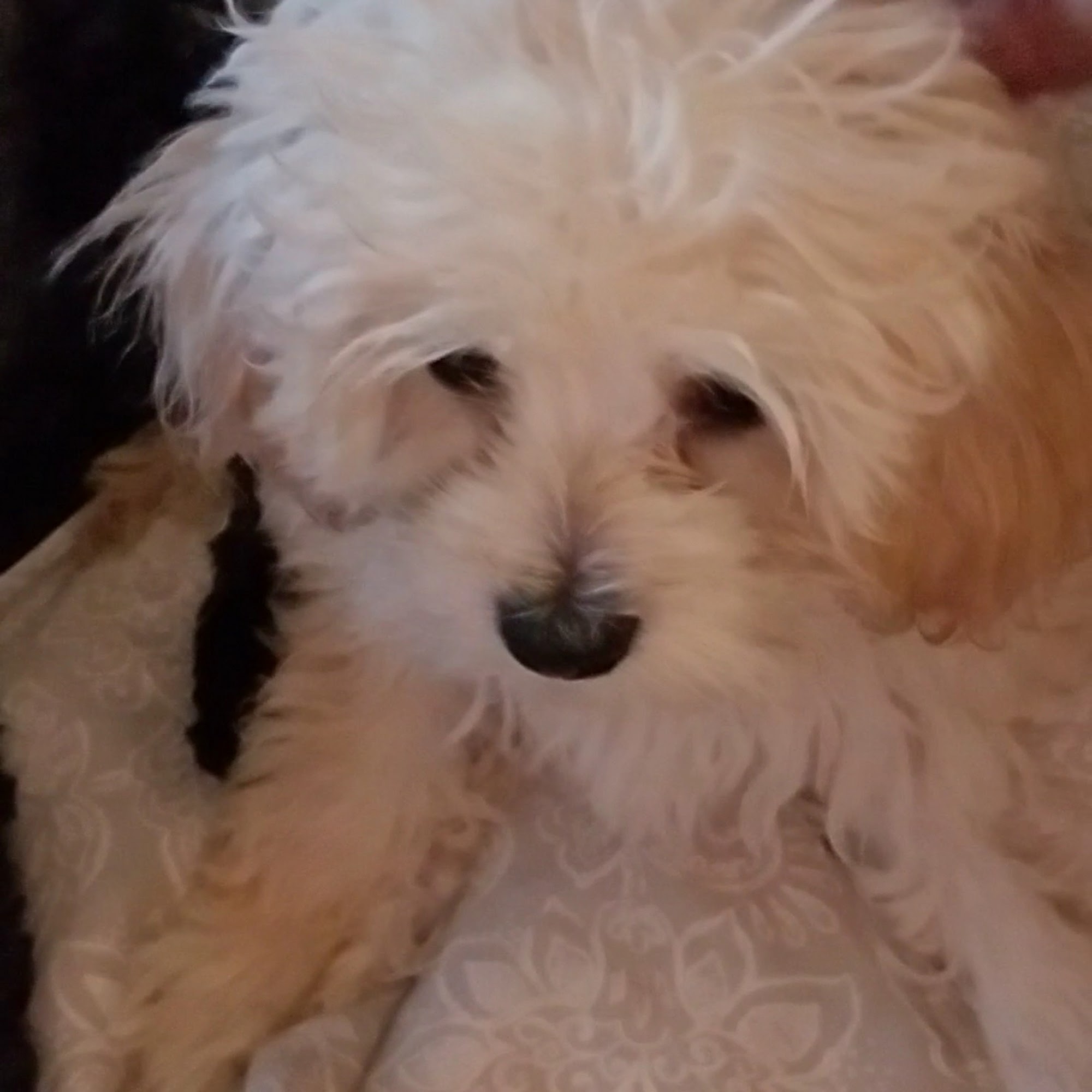 Alley Cat Animal Hospital Red Oak