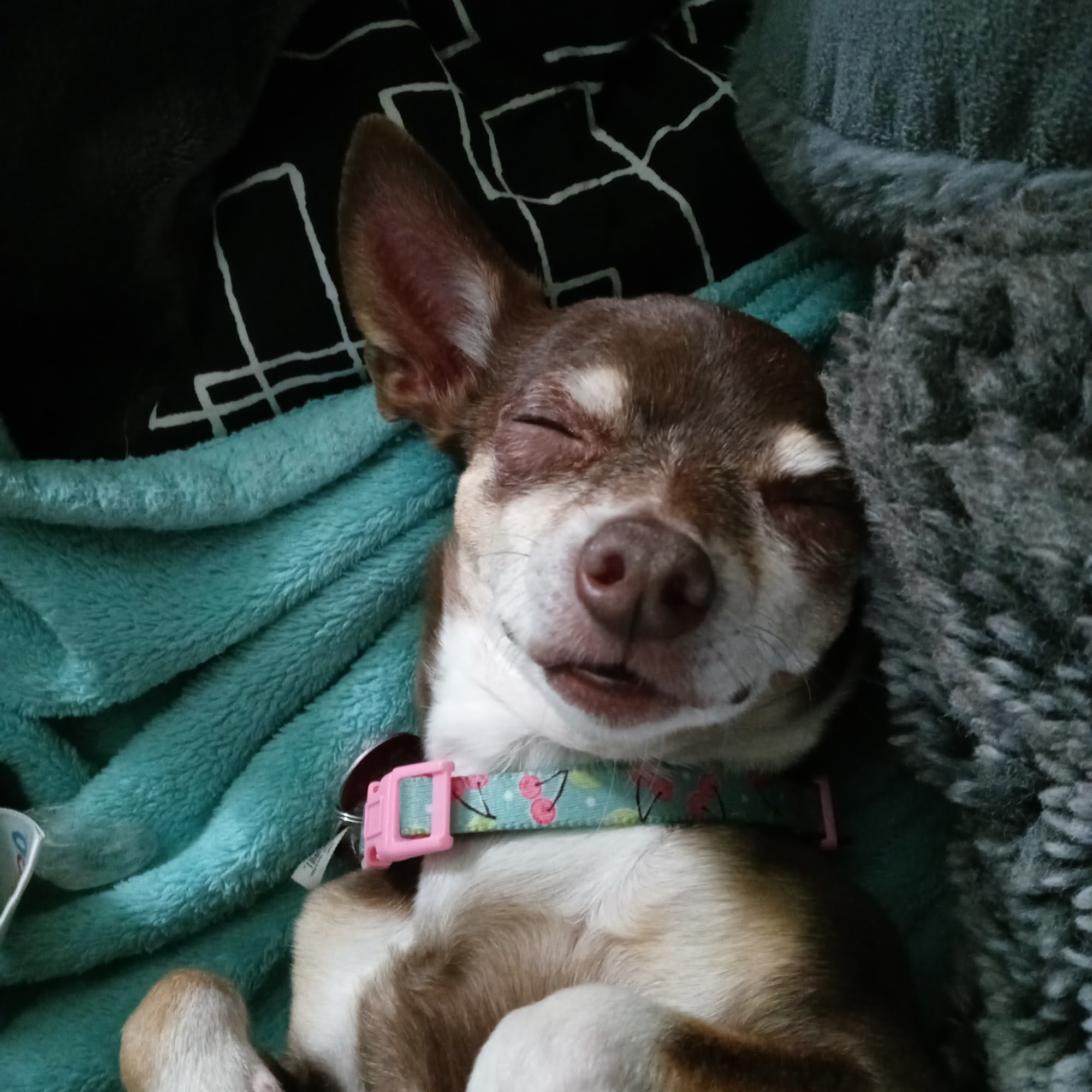 Richardson Veterinary Clinic Richardson