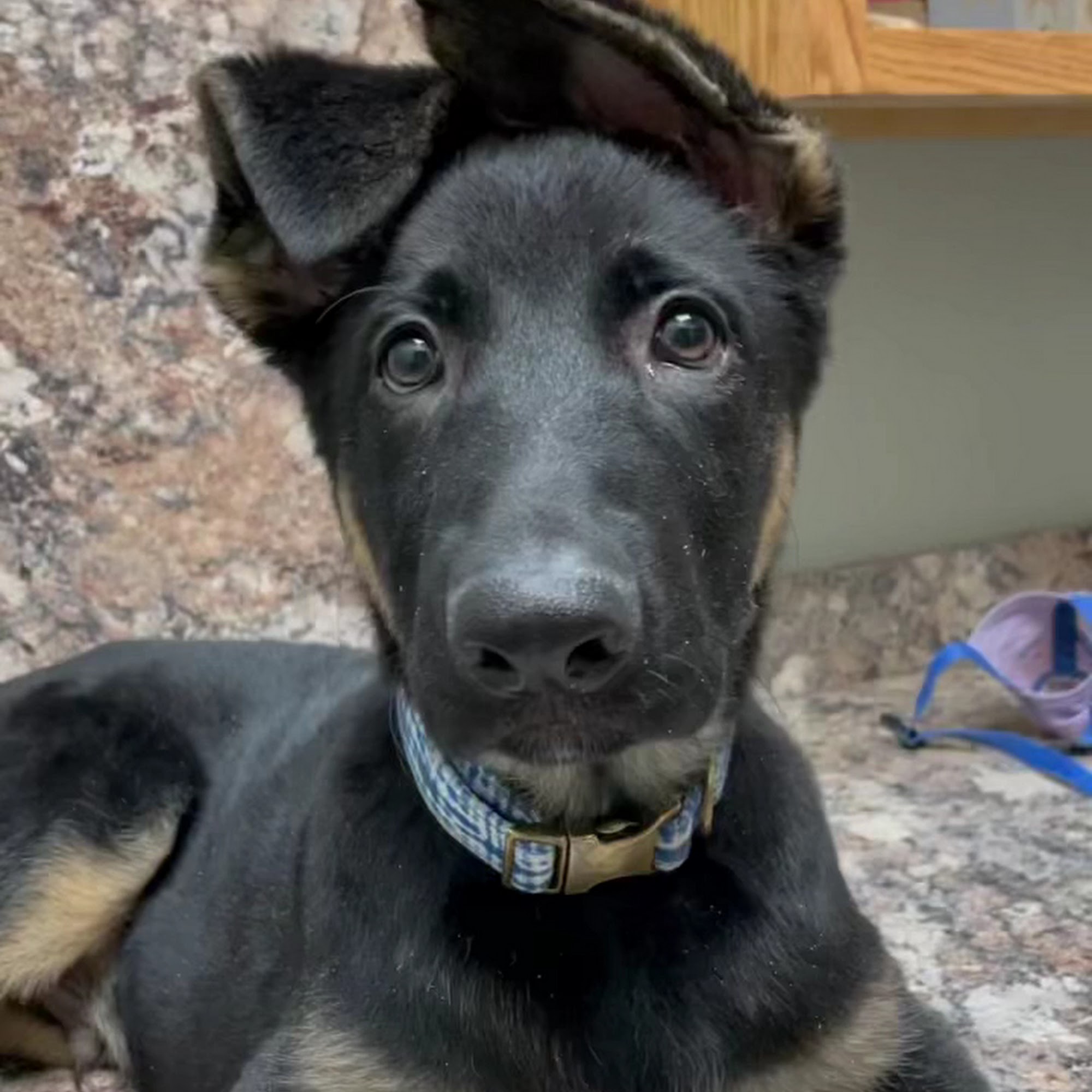 Buckingham-Plano Road Veterinary Clinic Richardson