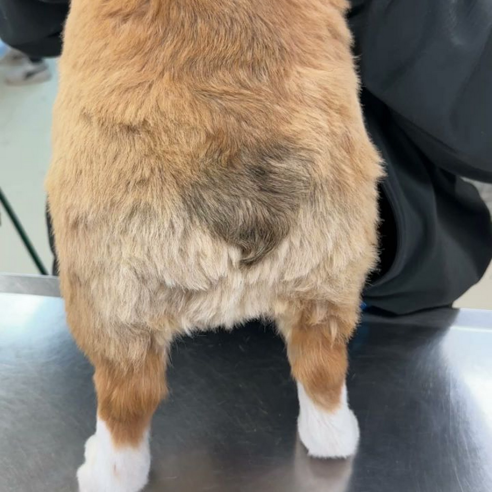 The Vet House Richardson