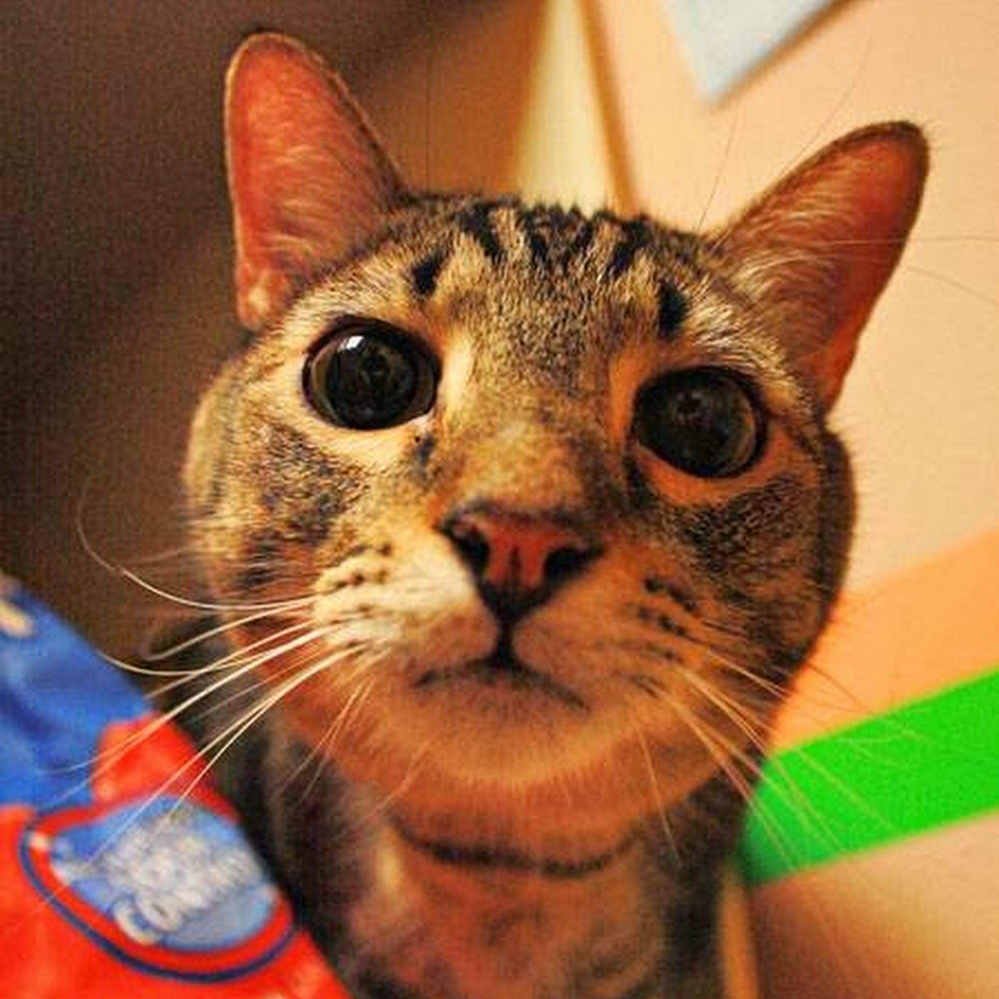 Pappy's Pet Lodge - Richardson Richardson