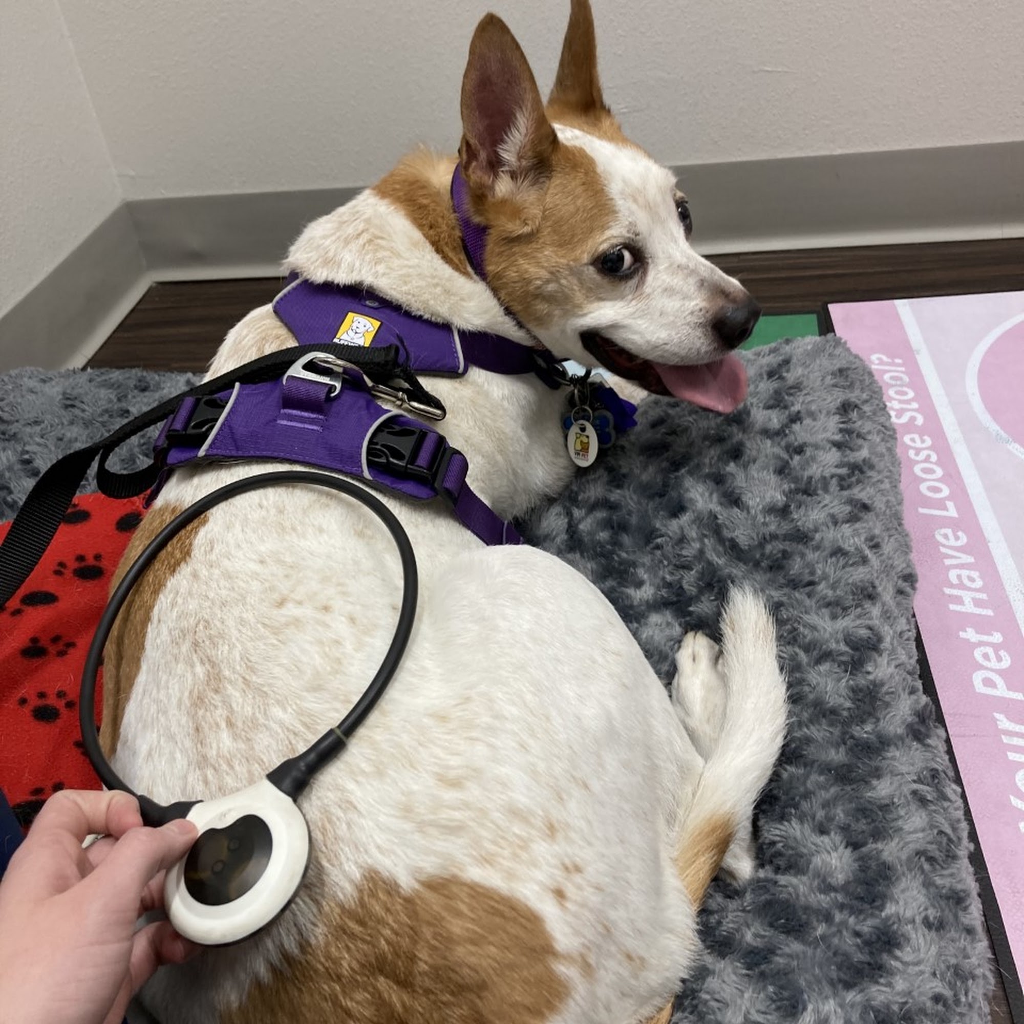 Integrative Veterinary Wellness Richardson