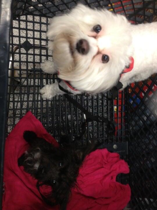 Petco Dog Training Richardson