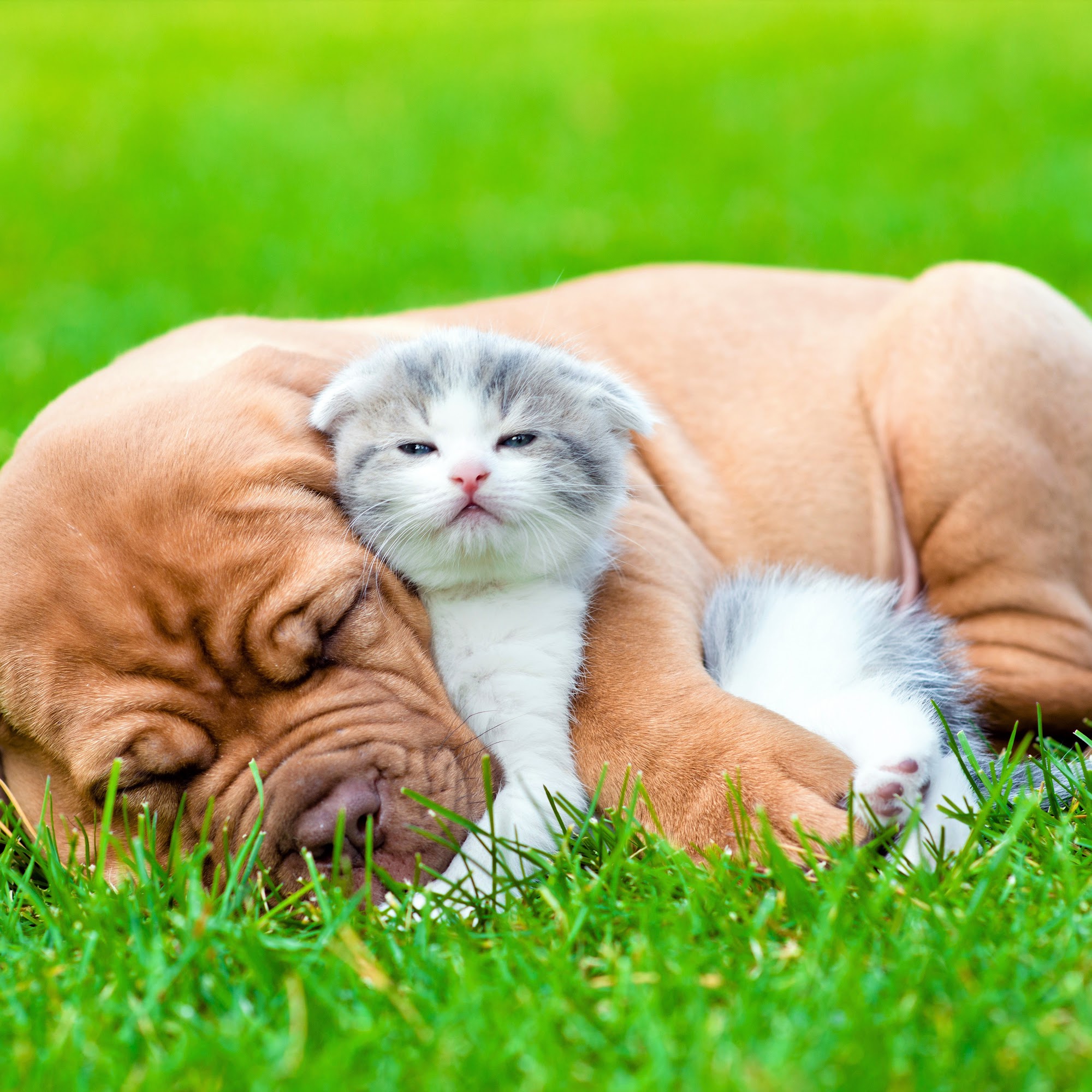 Pet Check animal clinic at Grand Mission Richmond