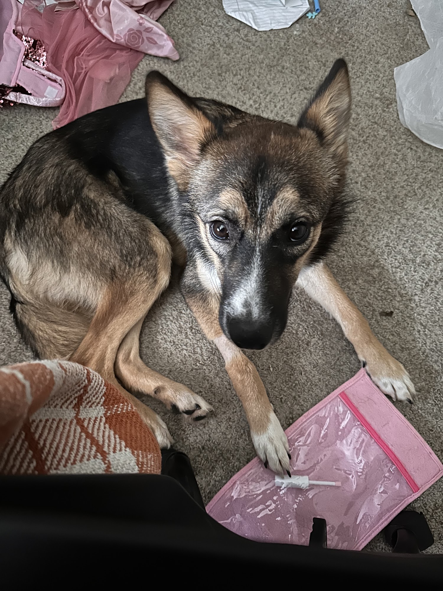 Rose-Rich Veterinary Clinic Richmond