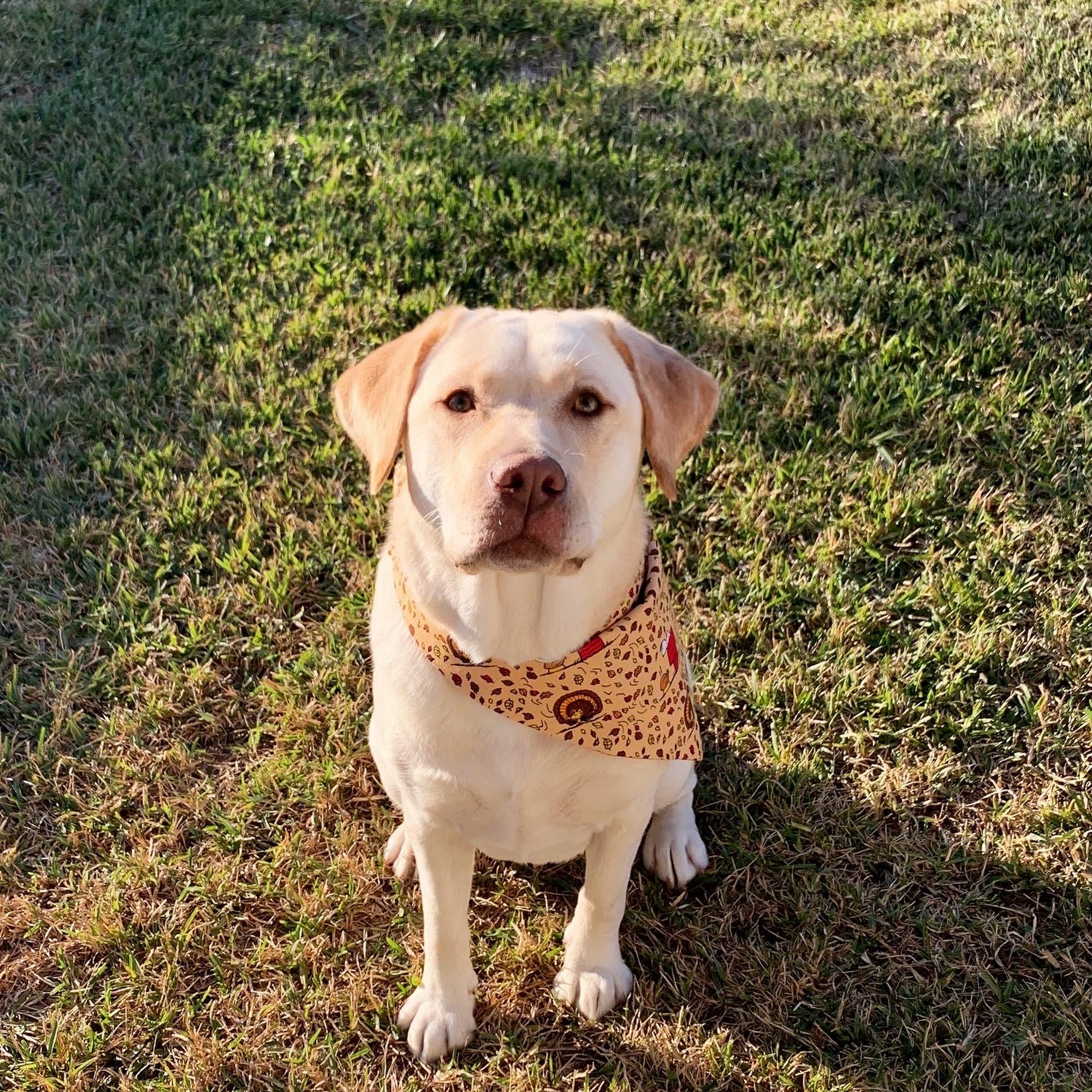 Rose-Rich Veterinary Clinic: Mc Donald Charles N DVM Richmond